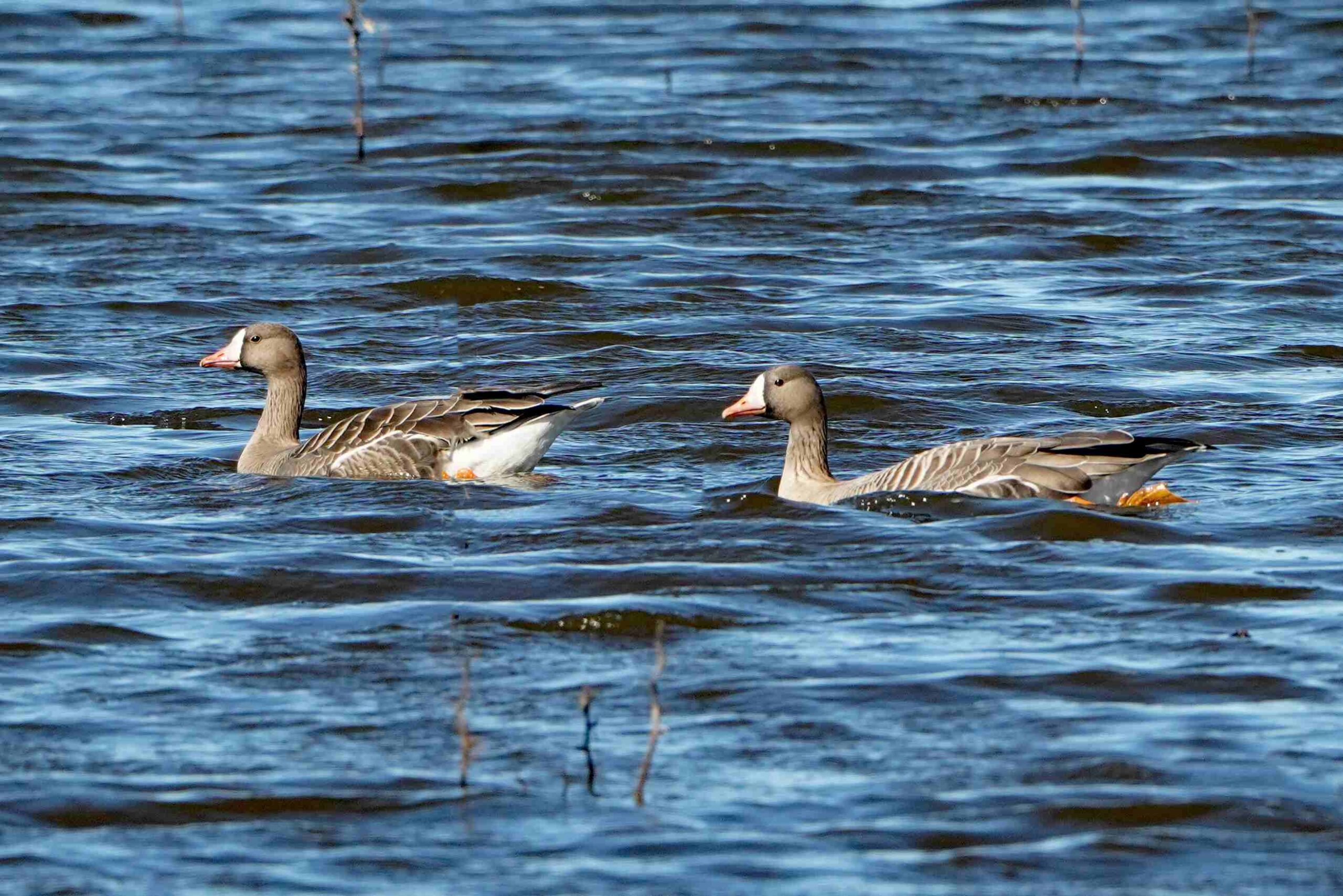 White-fronted Geese