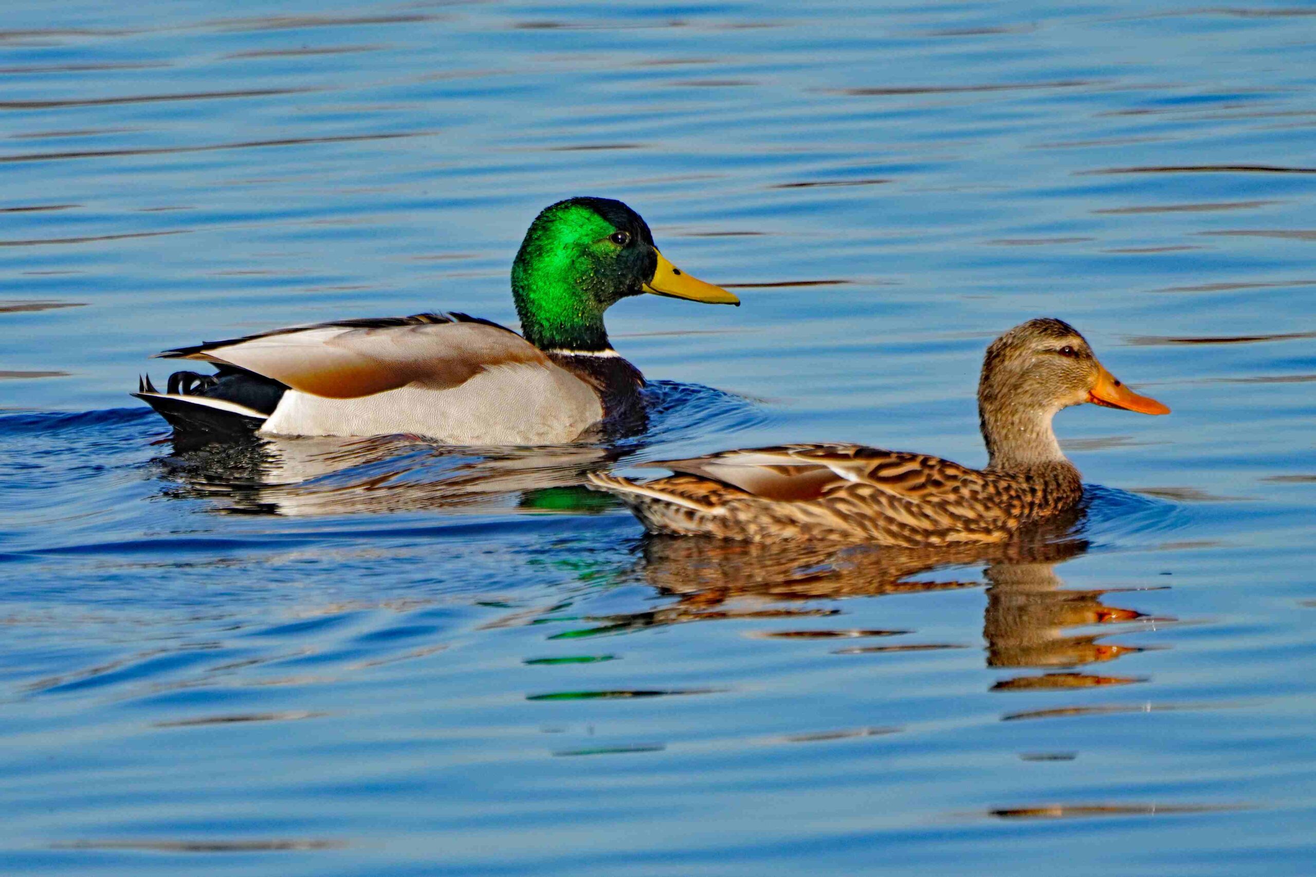 Mallard Ducks