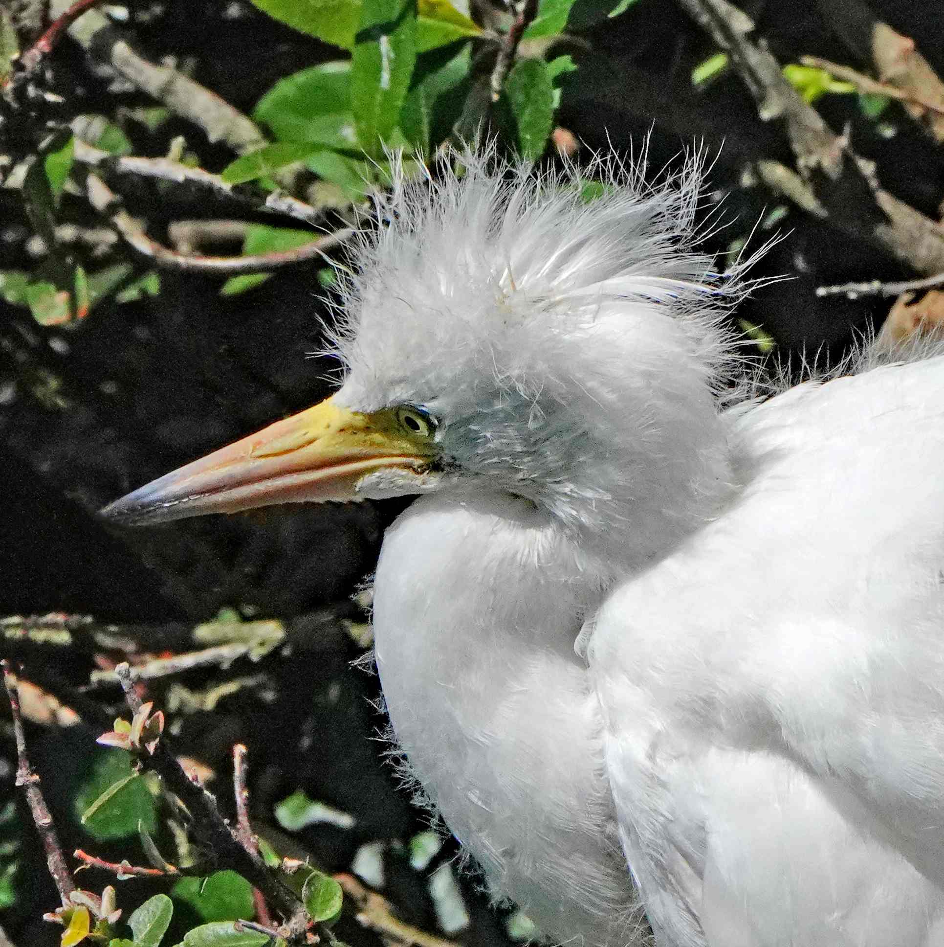 Great Egret (Juvenile)
