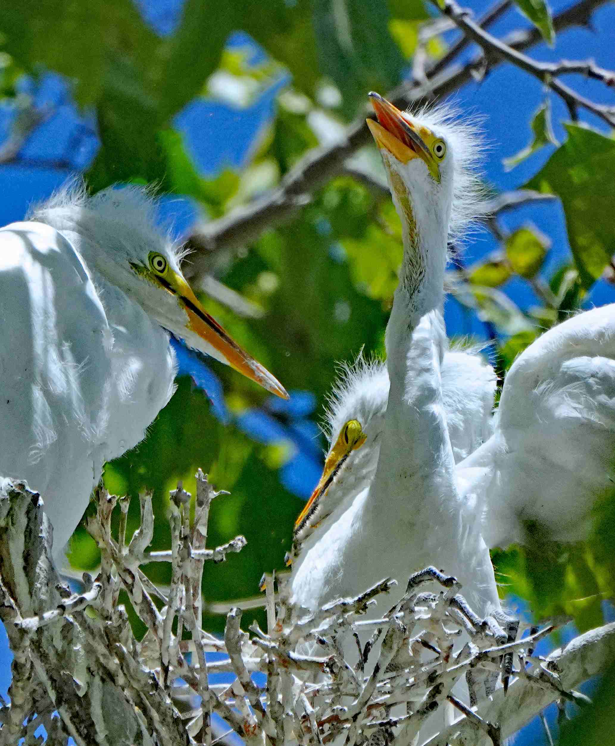 Great Egret (Juvenile)
