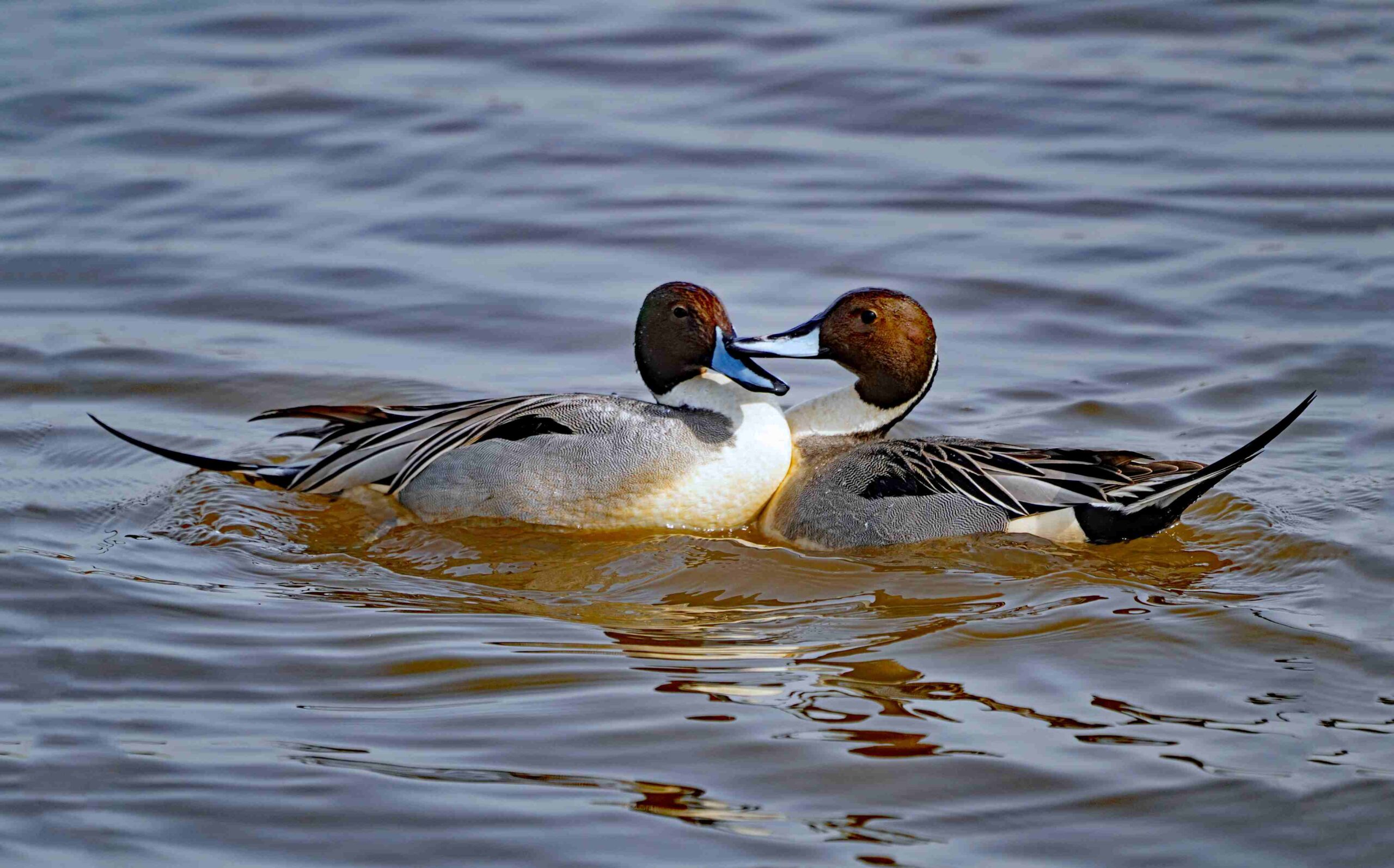 Pintail Ducks