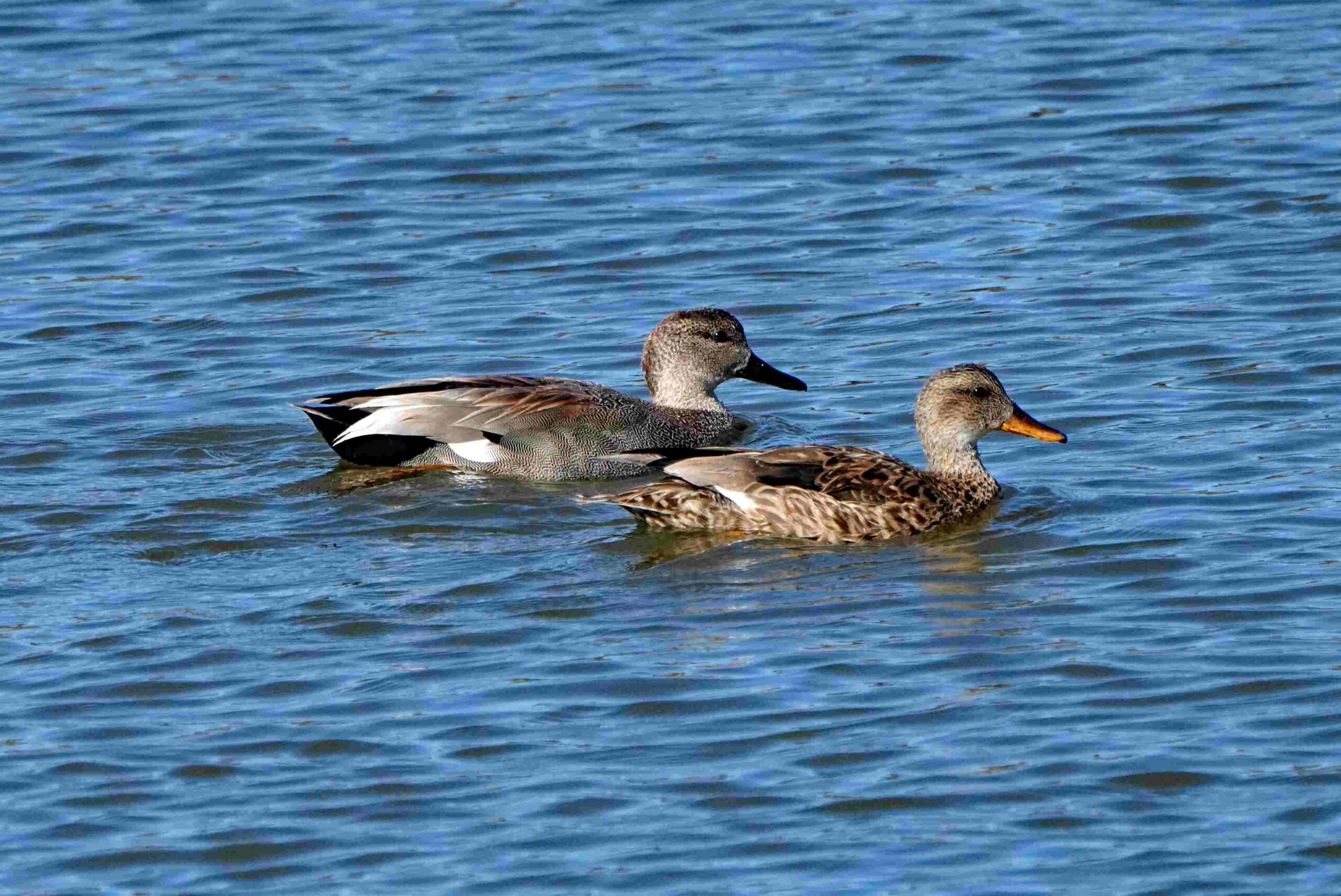 Gadwall Ducks