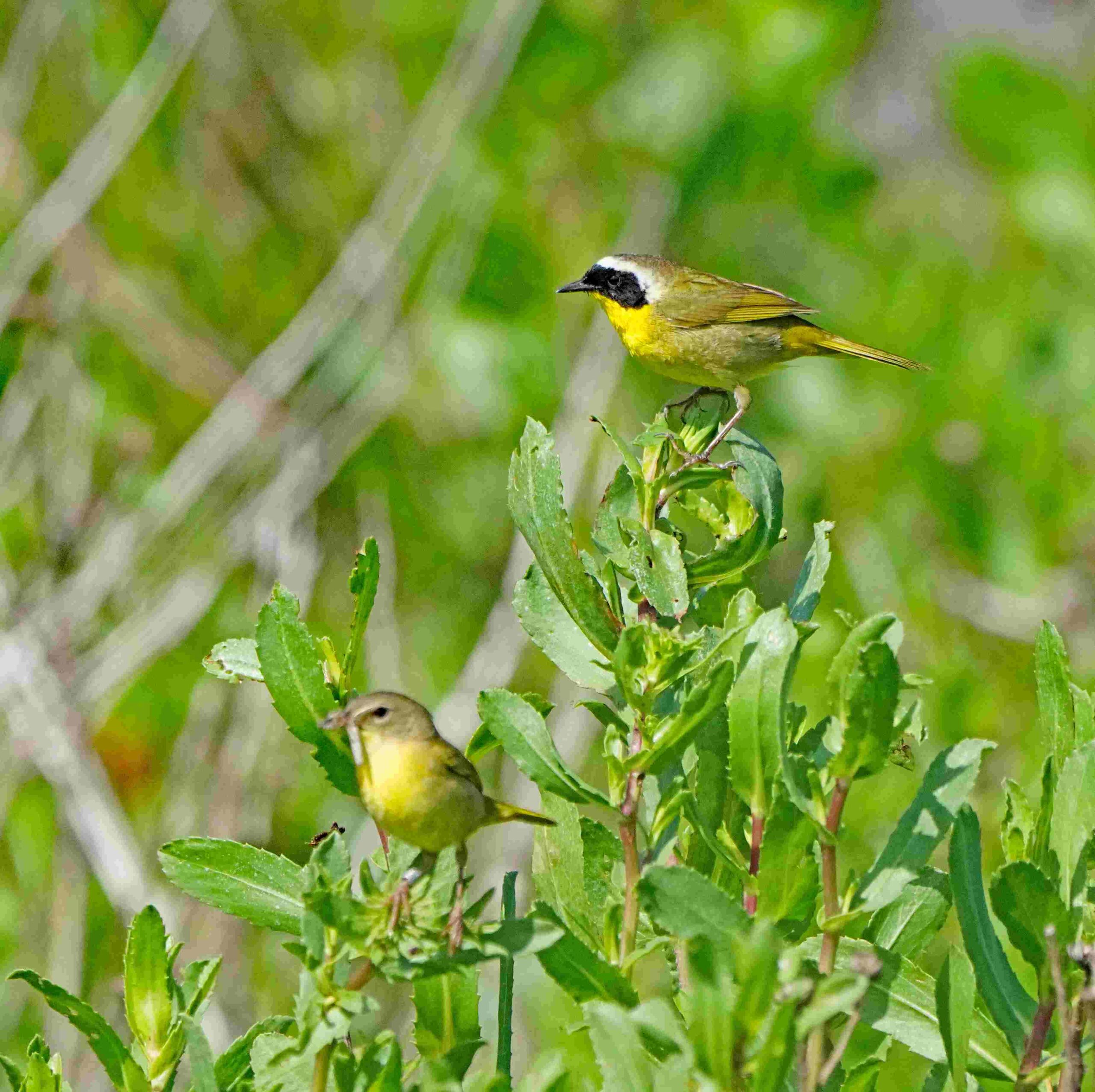Common Yellowthroats