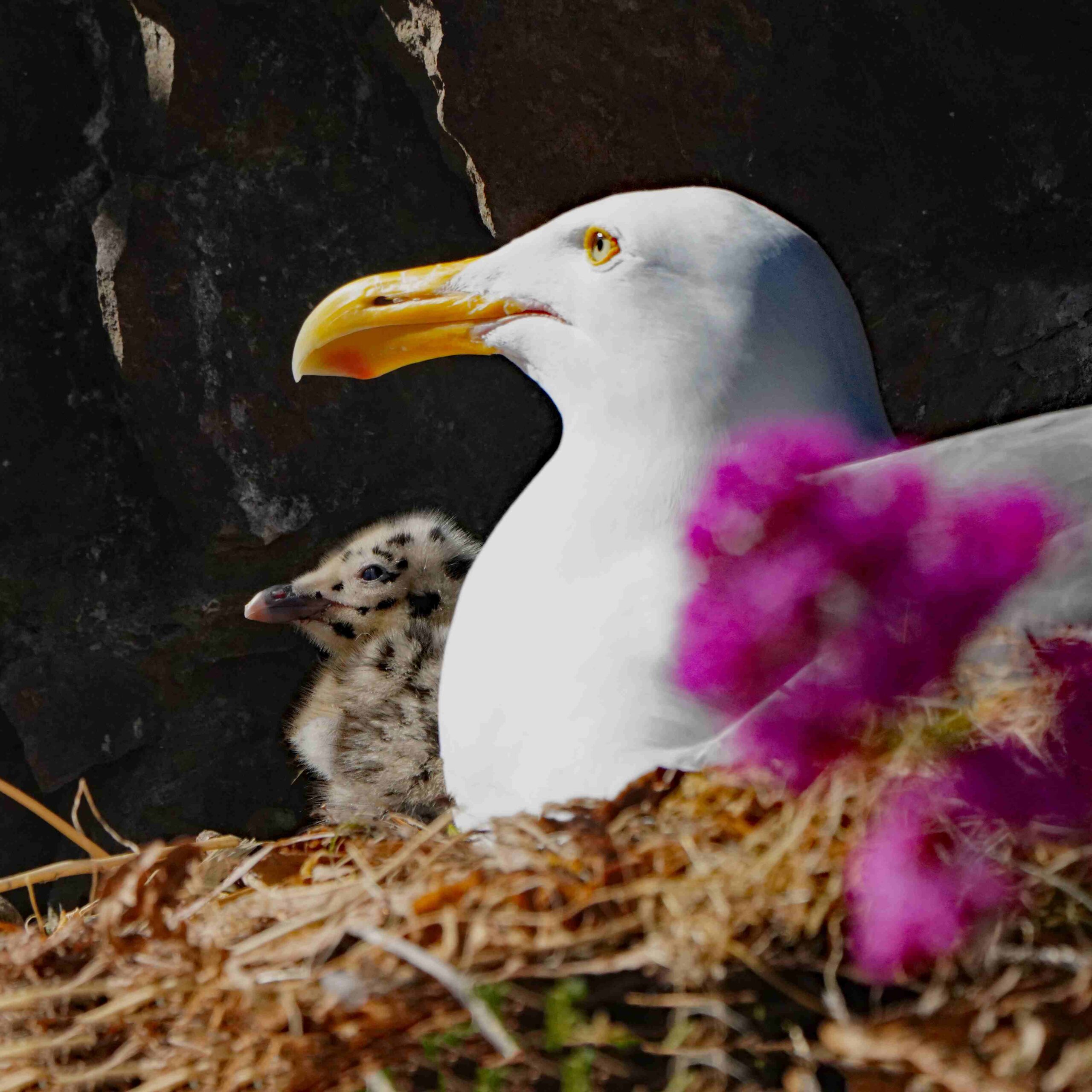 Western Gull and Chick