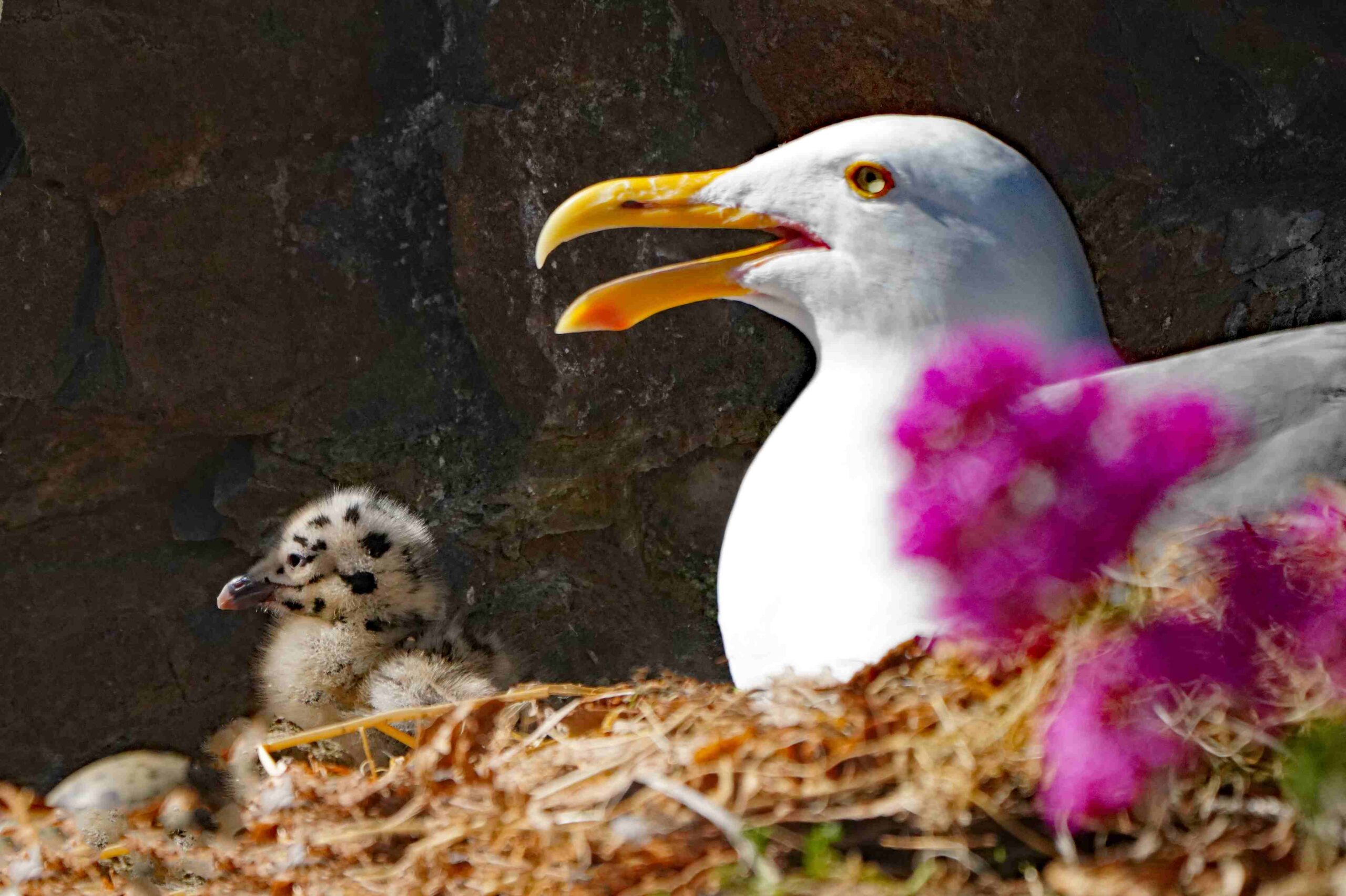 Western Gull and Chick