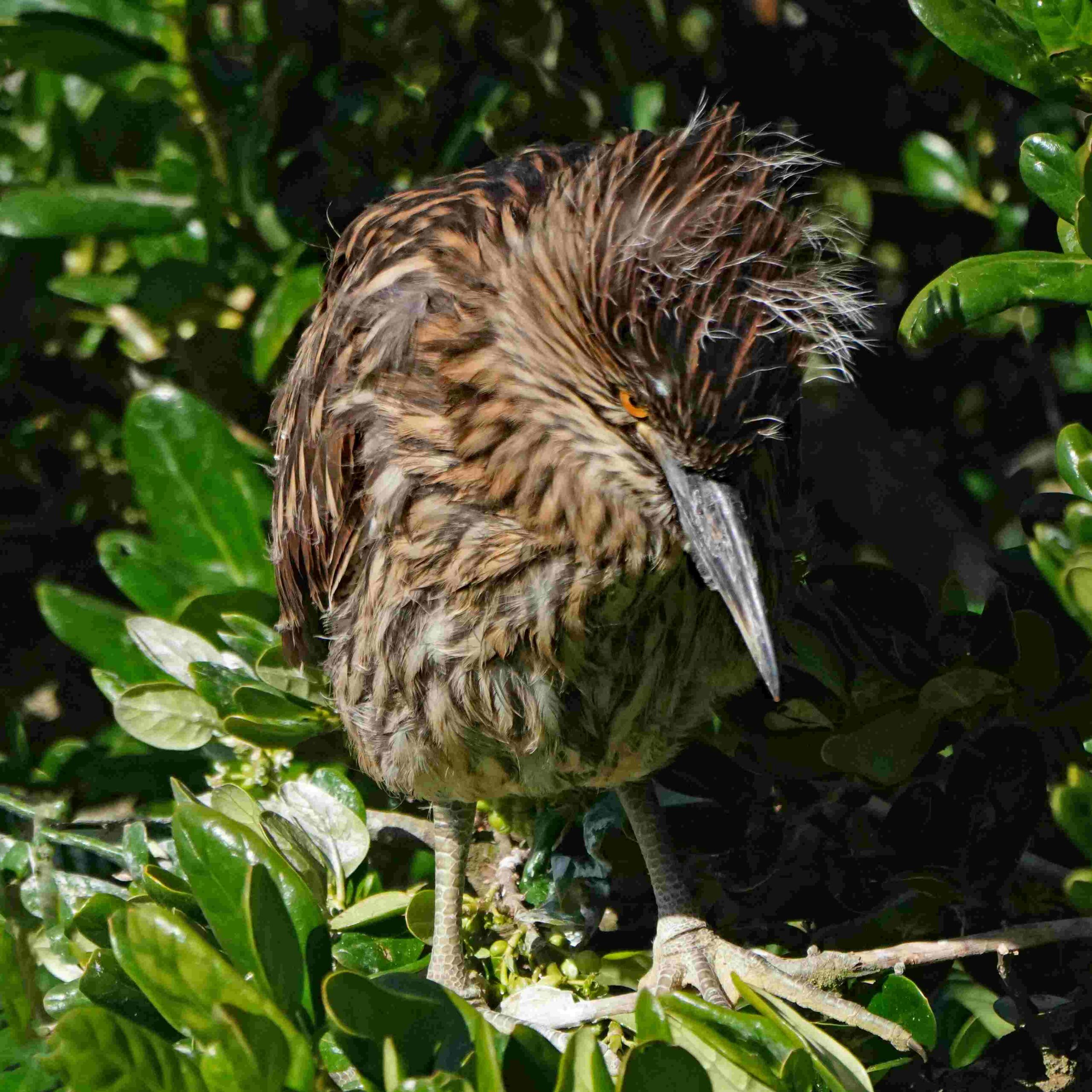 Black-crowned Night Heron (Juvenile)