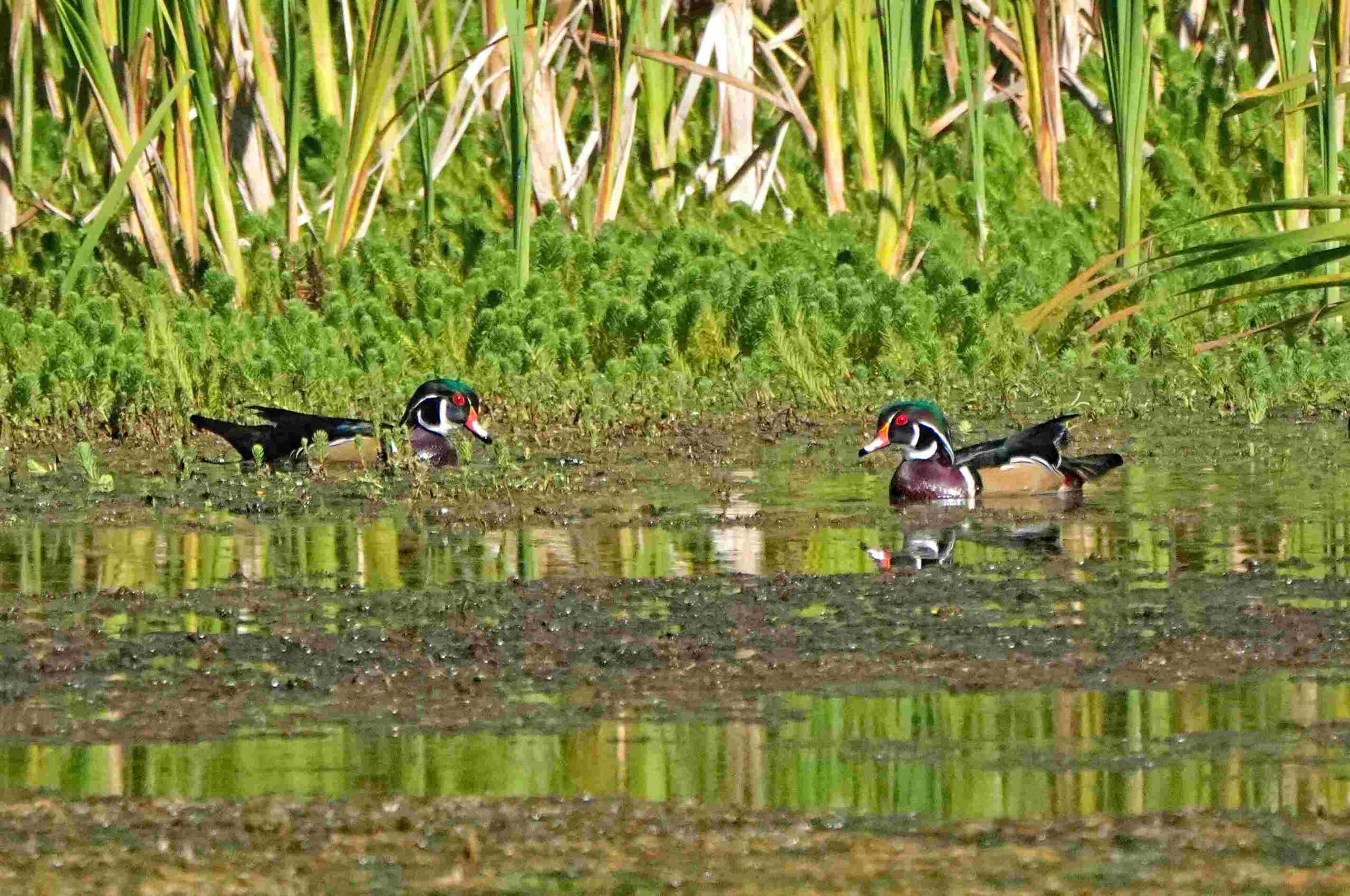 Wood Ducks