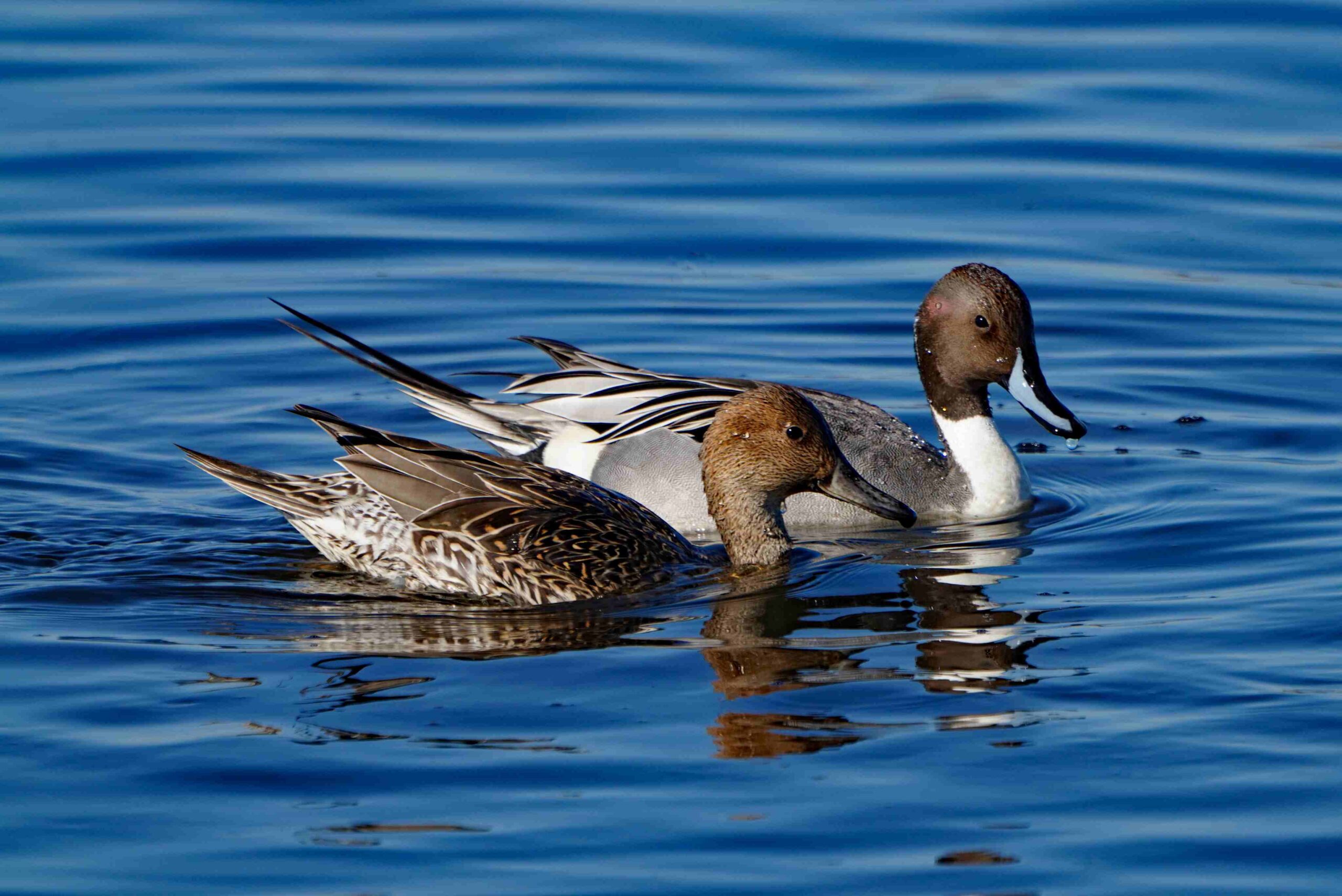 Pintail Ducks