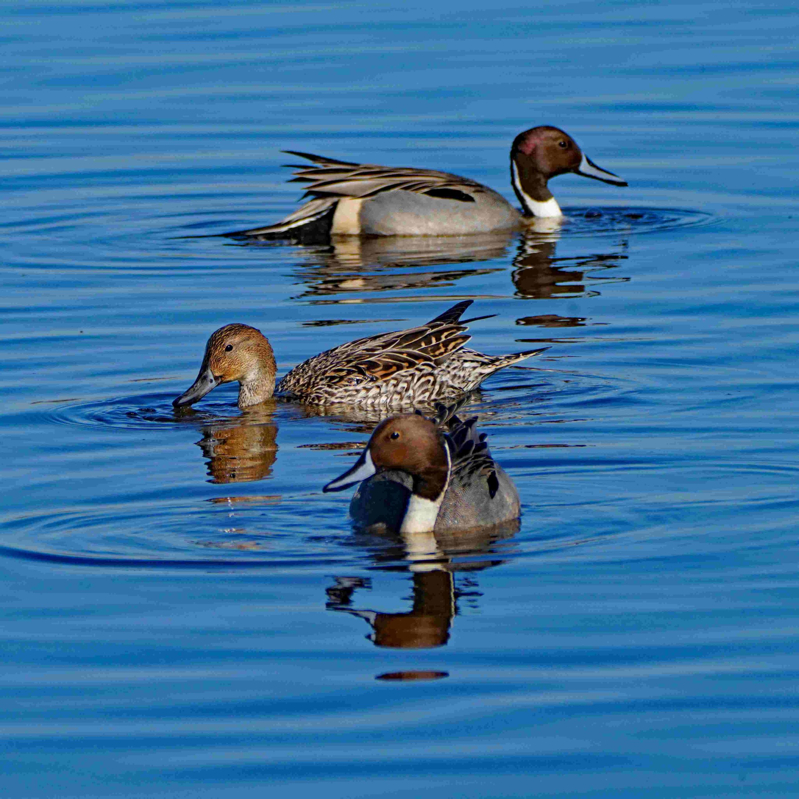 Pintail Ducks