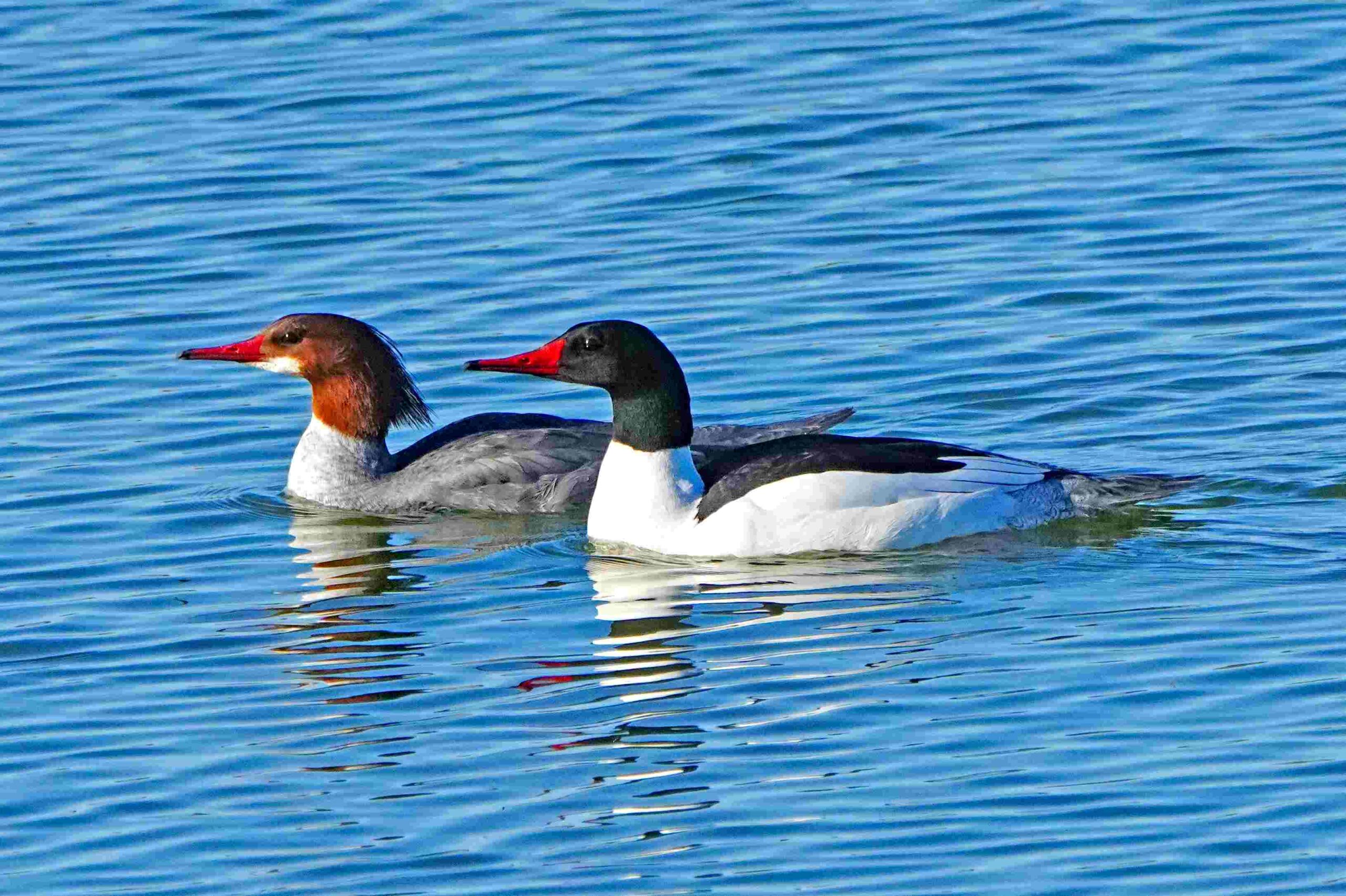 Common Mergansers