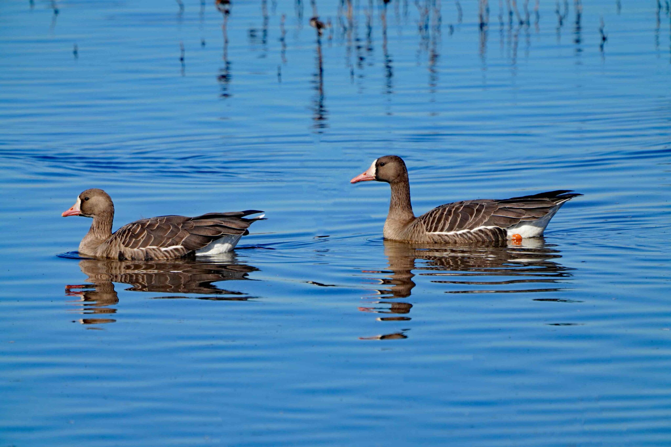 White-fronted Geese