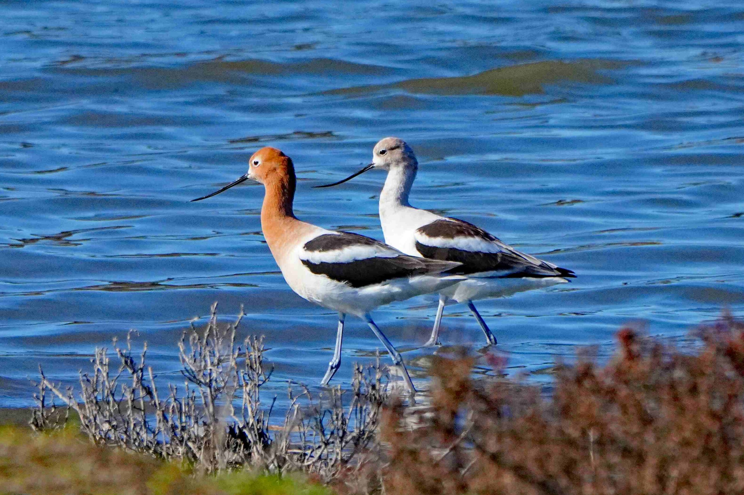 American Avocets