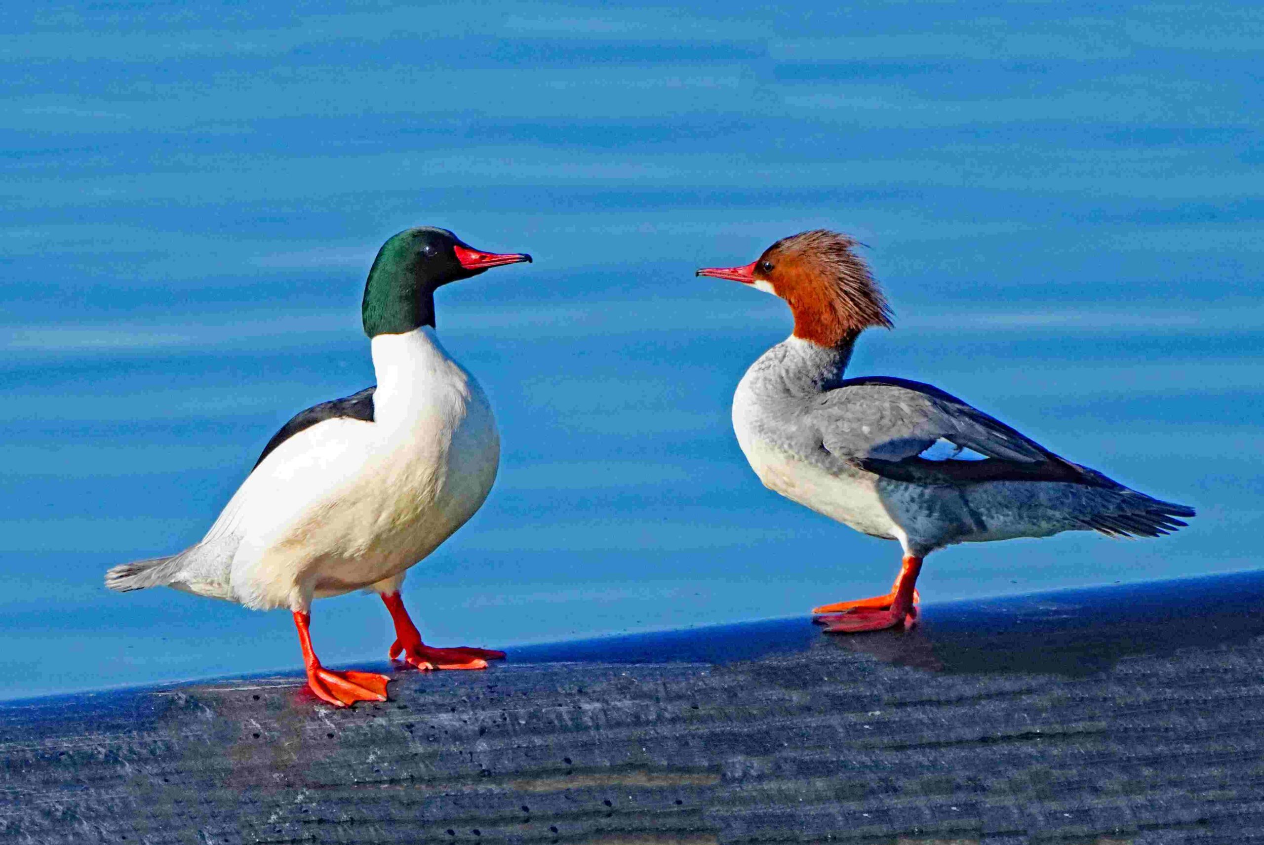 Common Mergansers