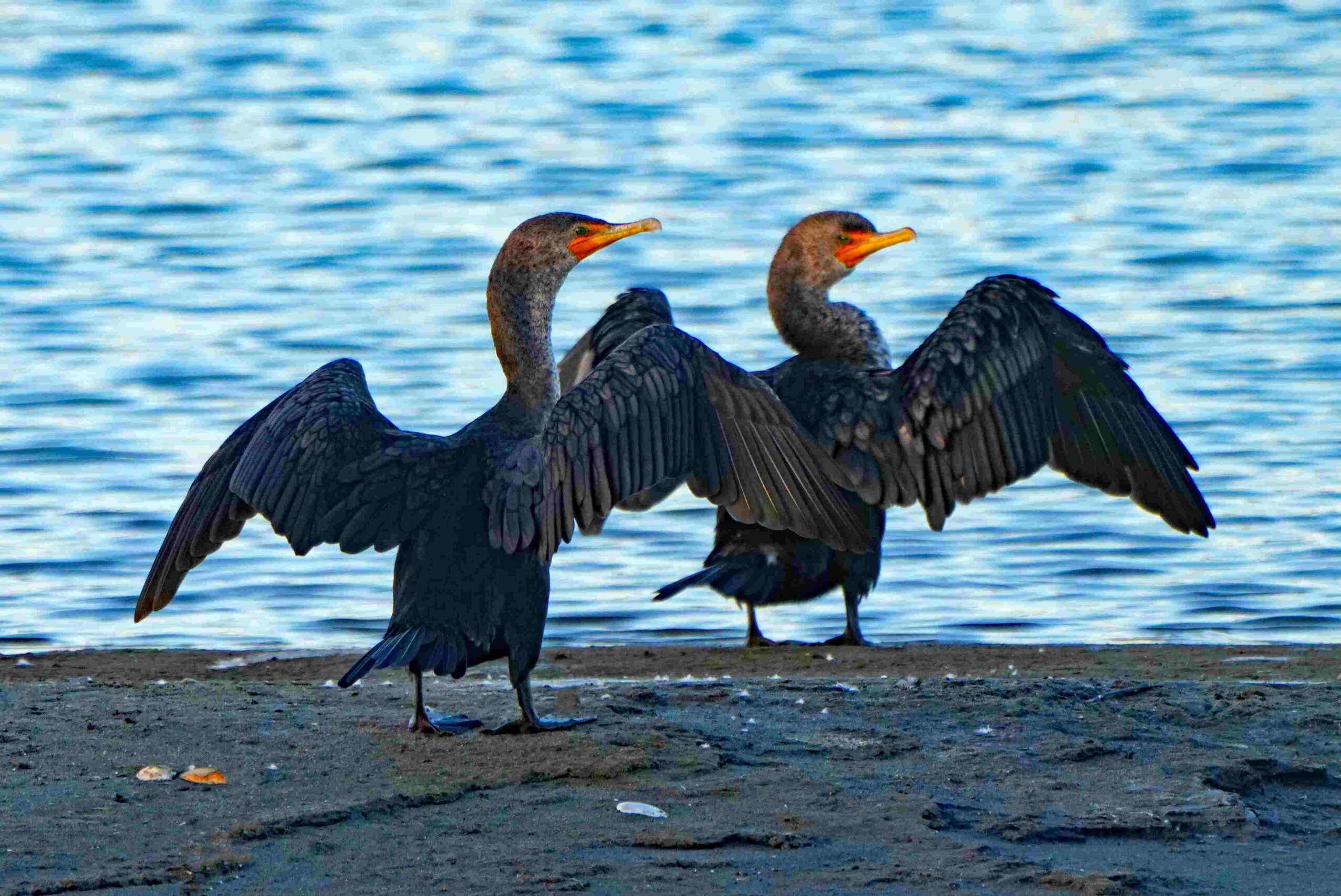 Double-crested Cormorants
