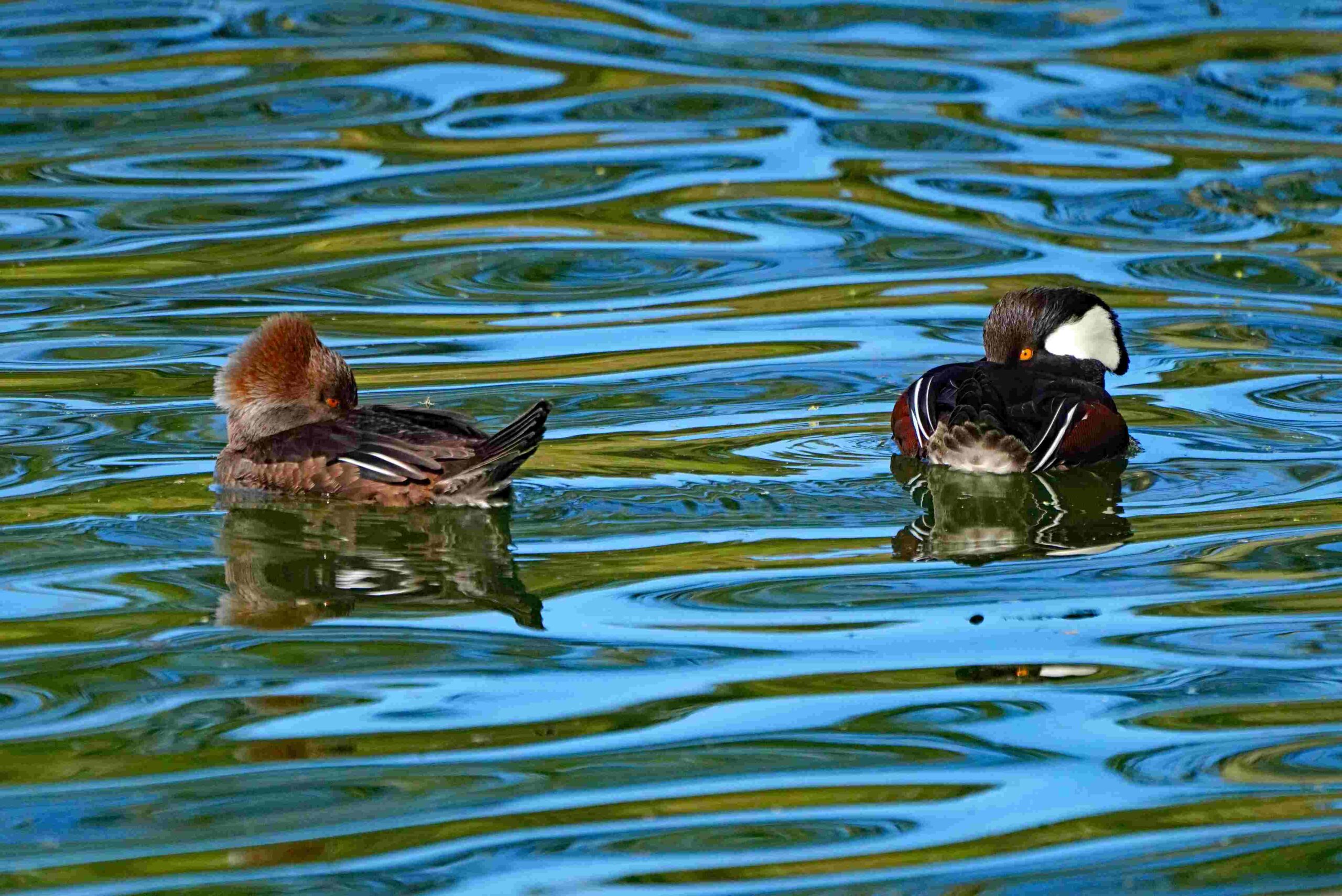 Hooded Mergansers