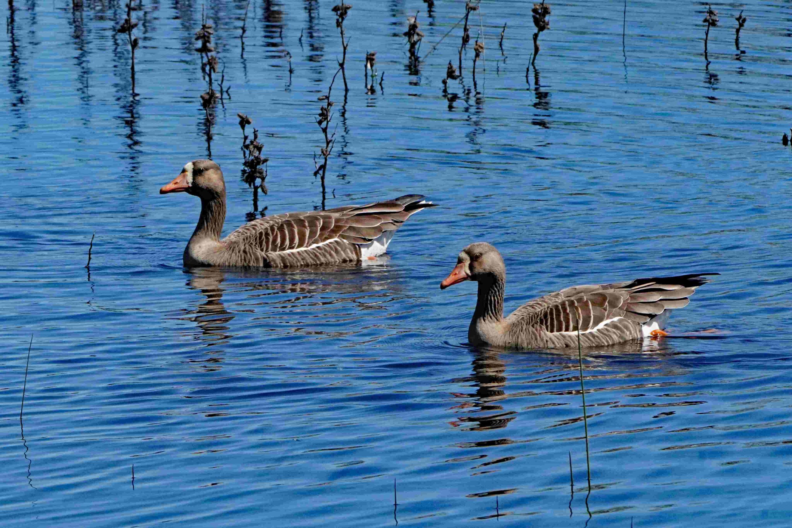 White-fronted Geese