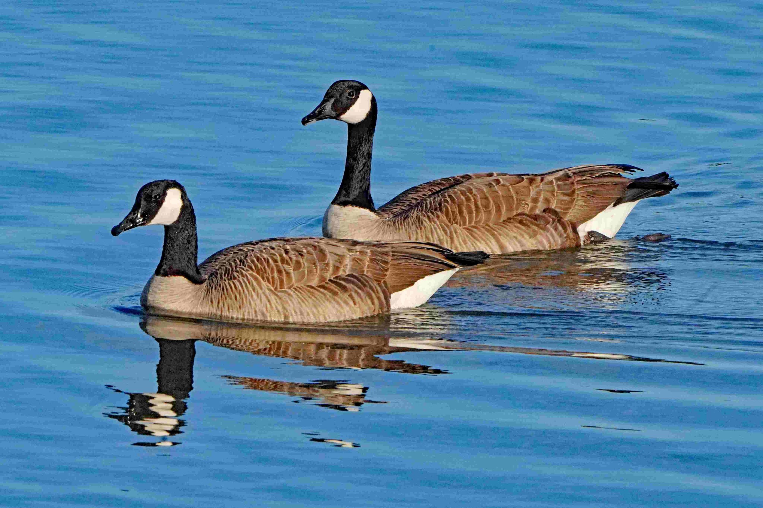 Canada Geese
