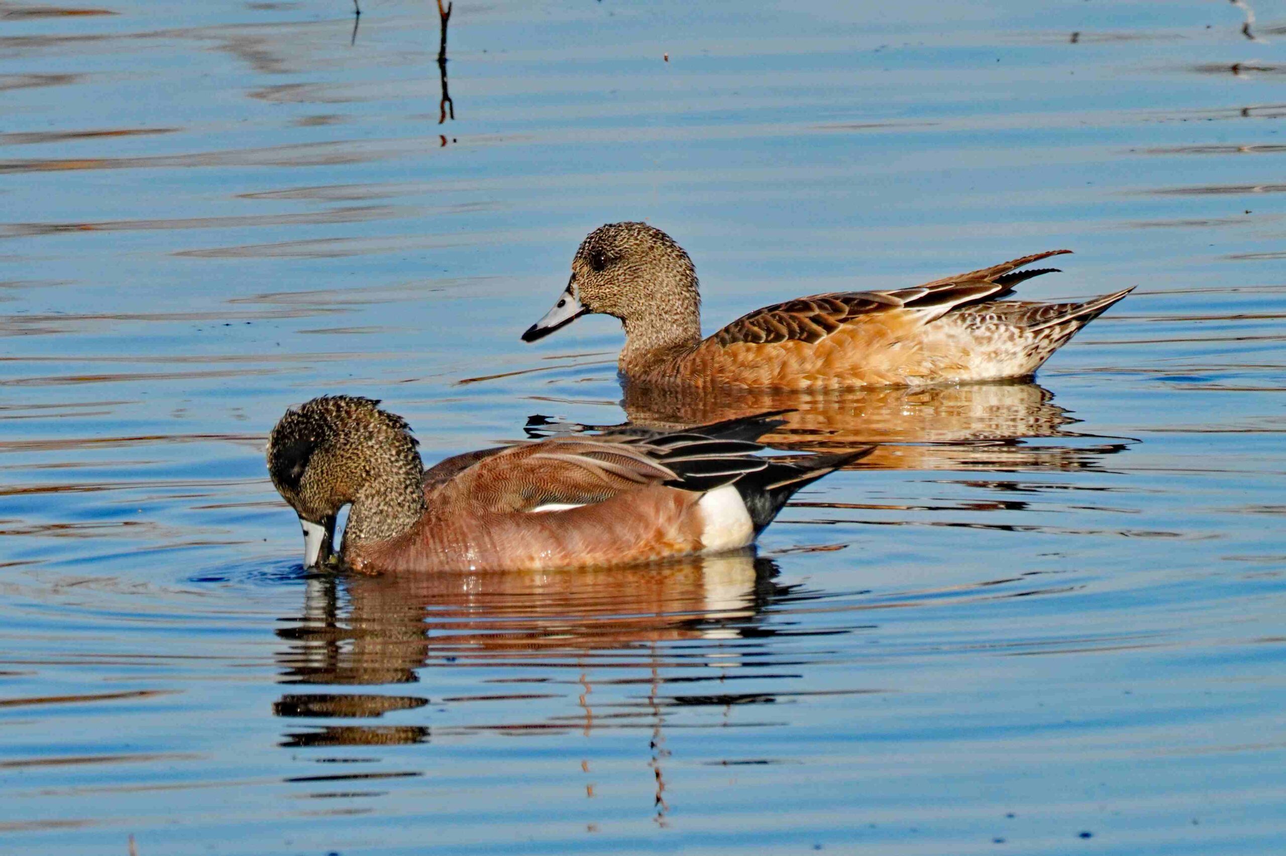 Gadwall Ducks