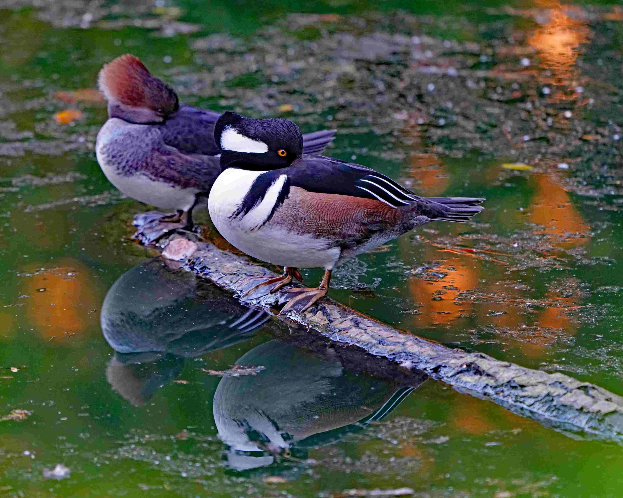 Hooded Mergansers