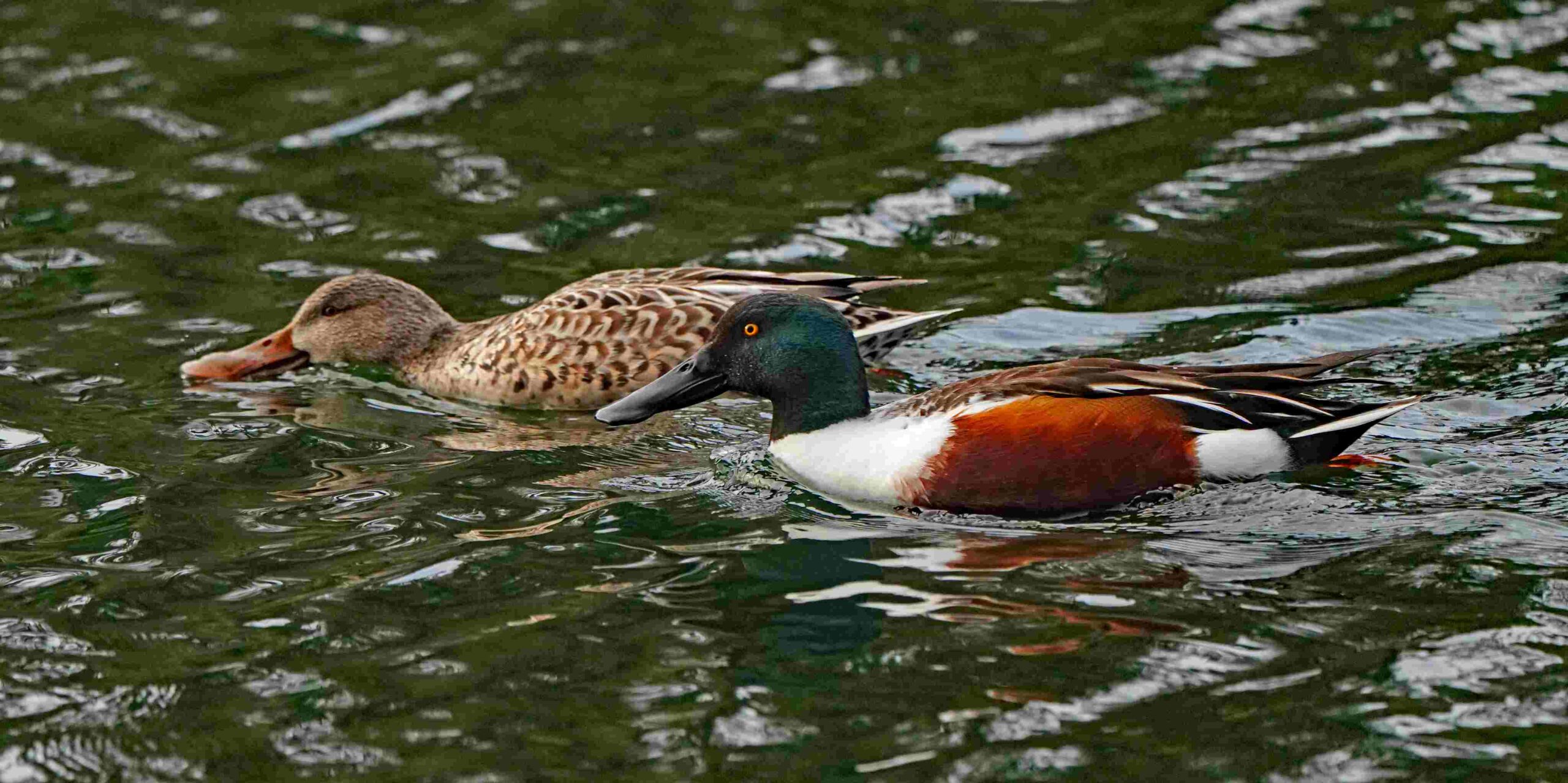 Northern Shovelers