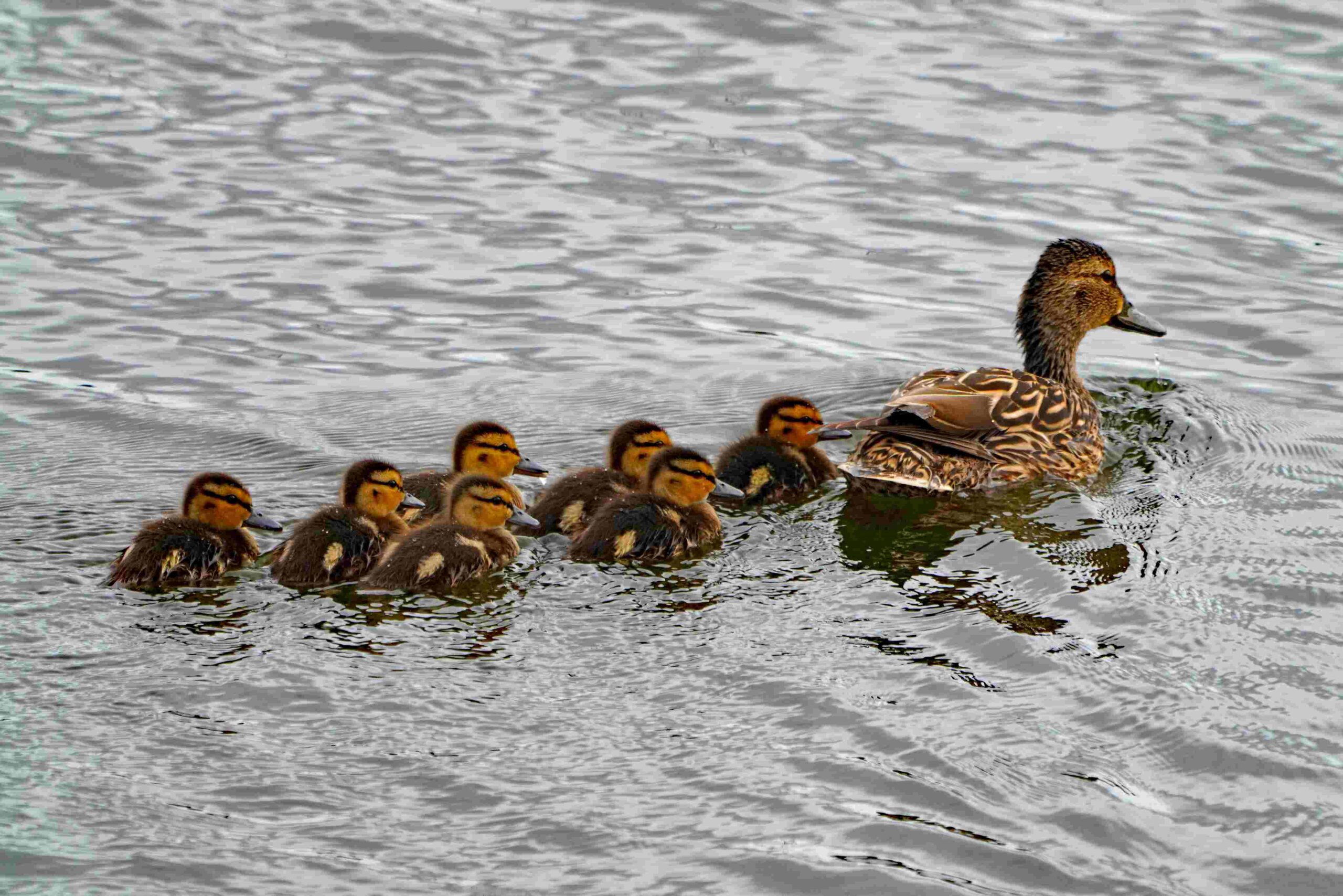 Mallard and Ducklings