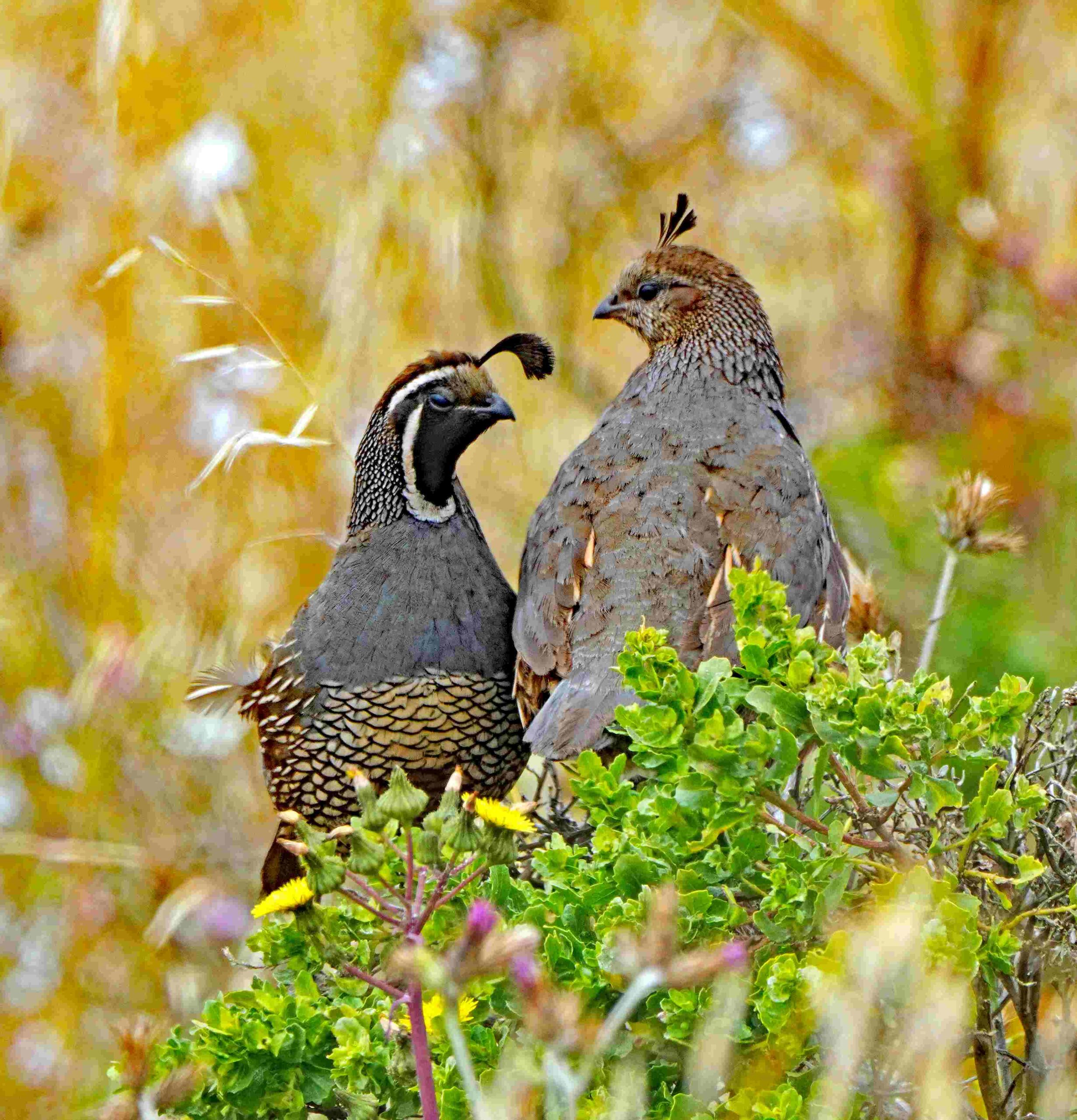 California Quail