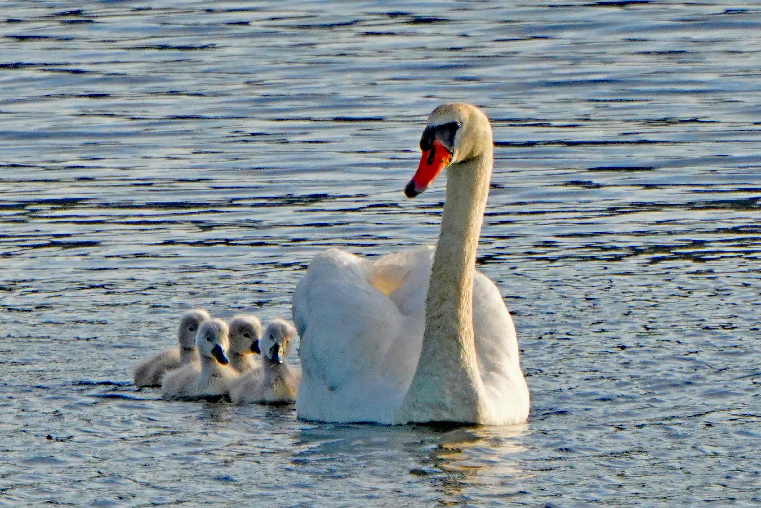 Mute Swan and Cygnets