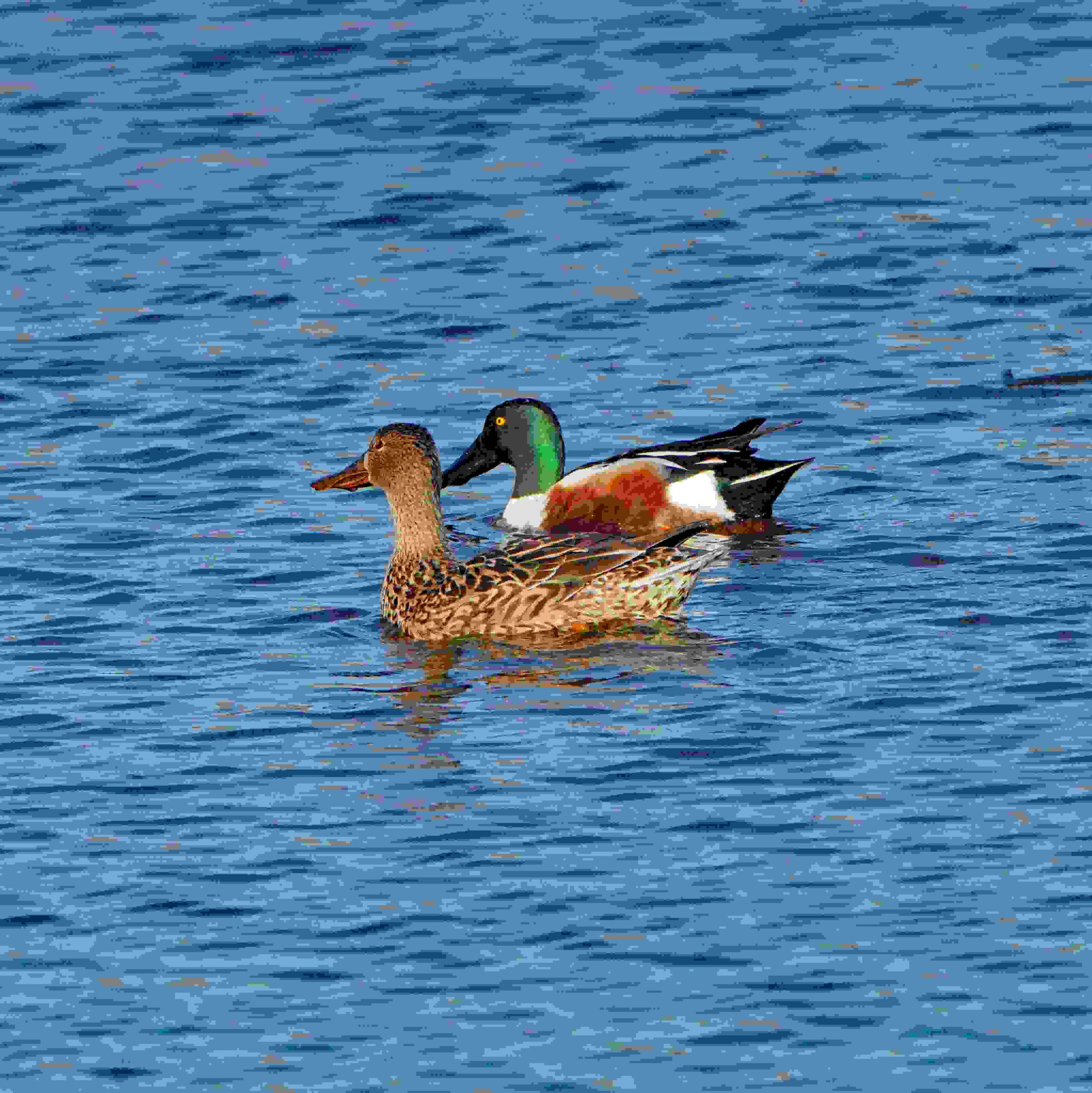 Northern Shovelers