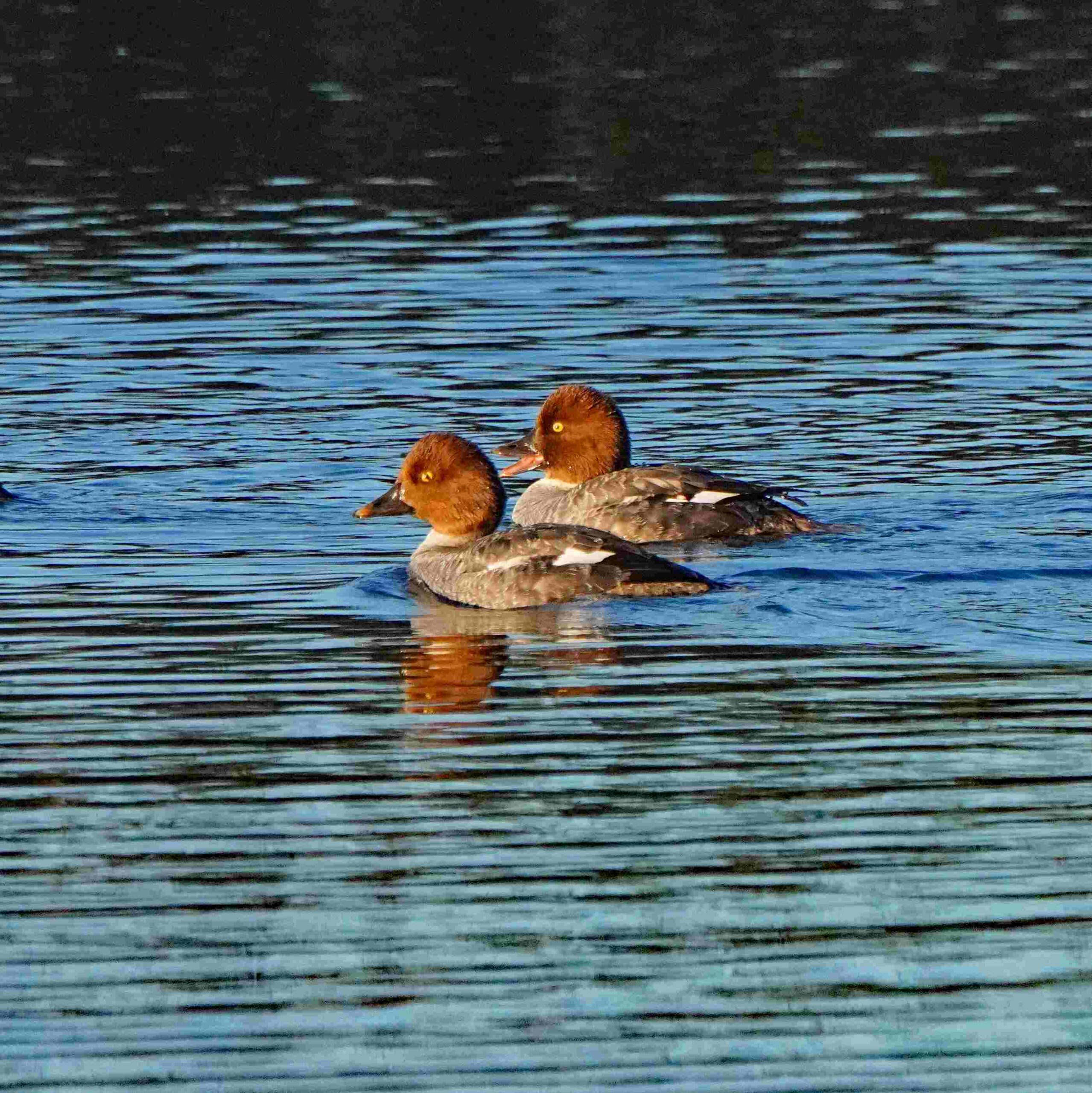 Common Goldeneyes