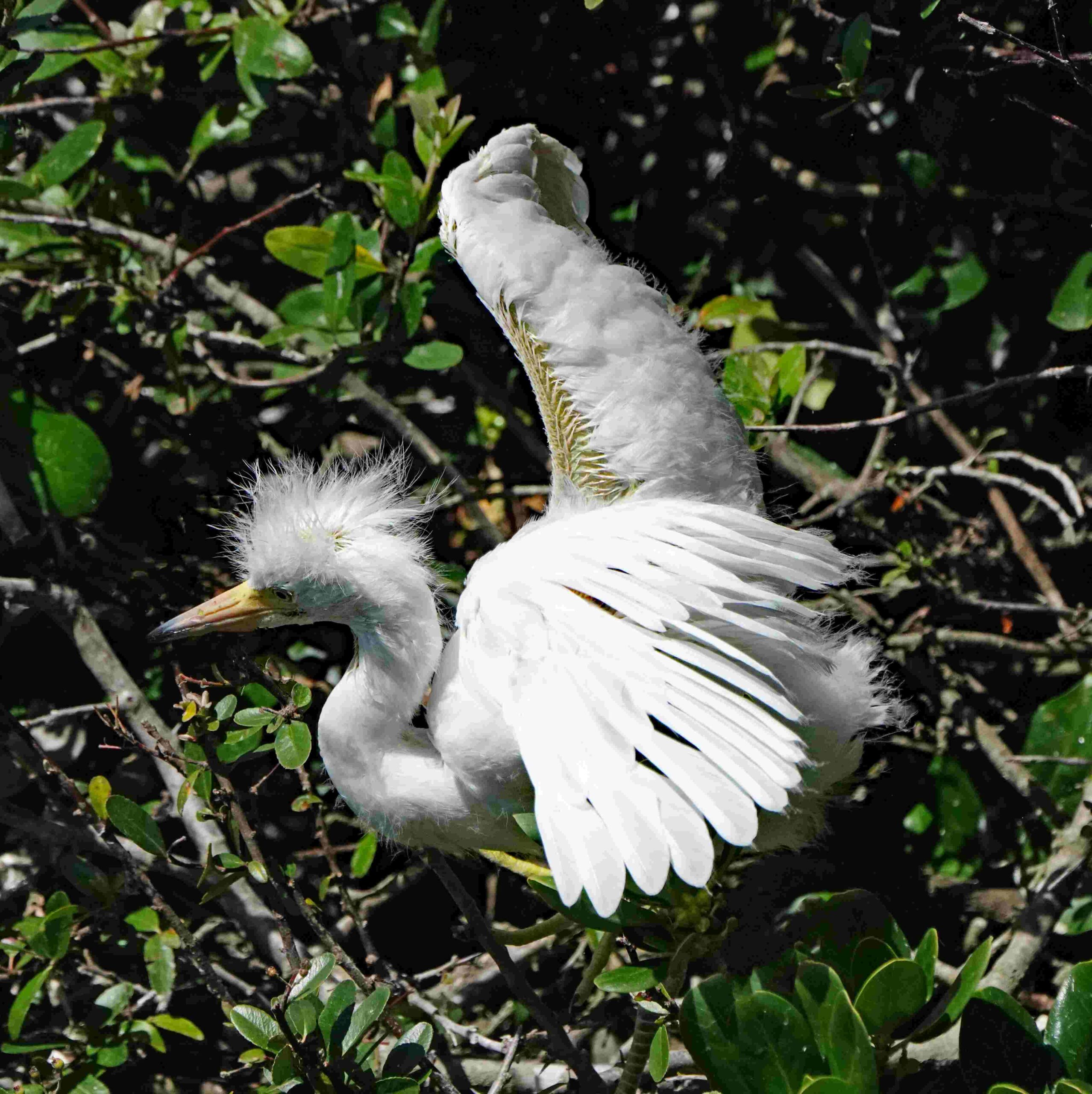 Great Egret (Juvenile)