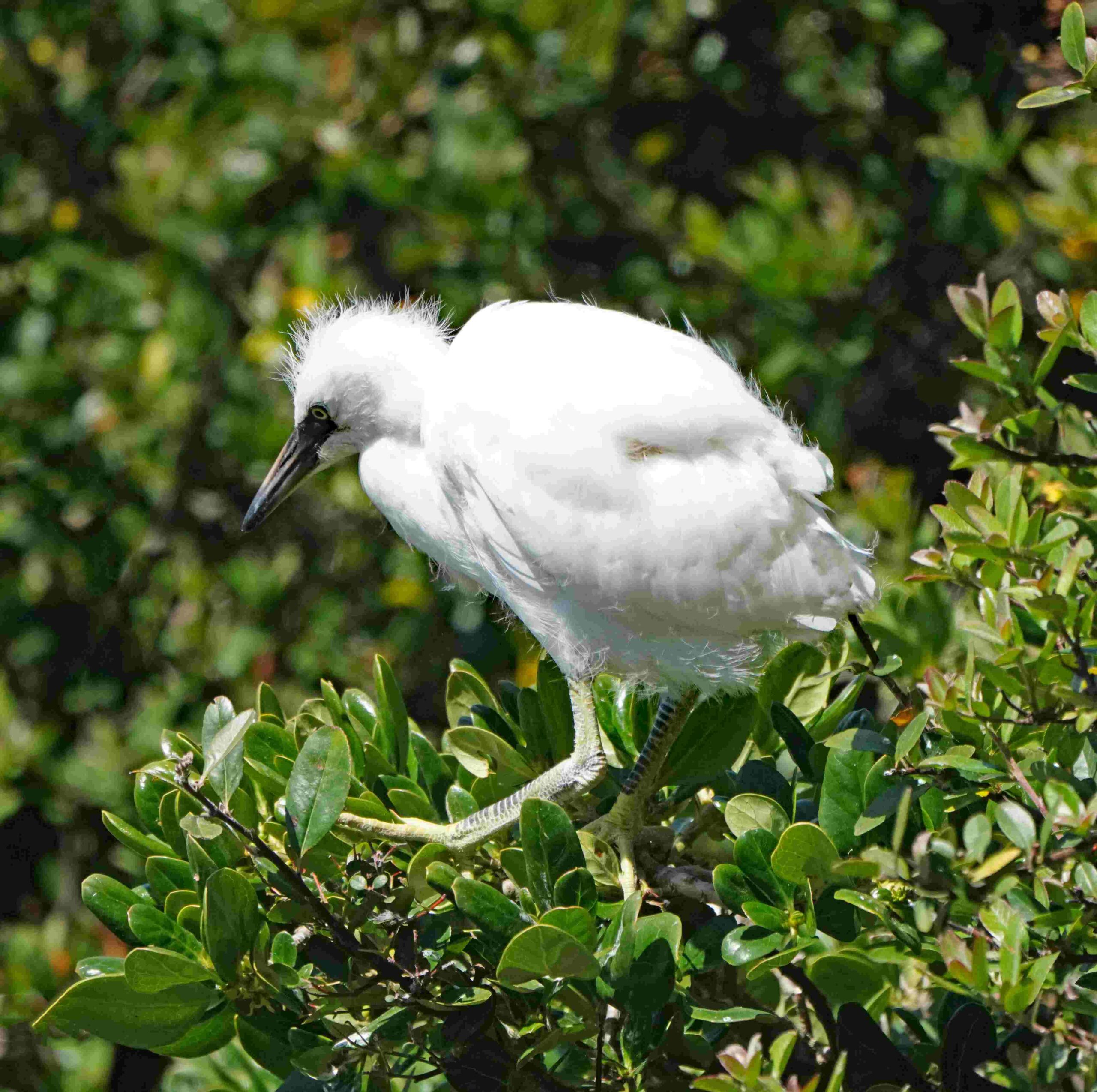 Snowy Egret (Juvenile)