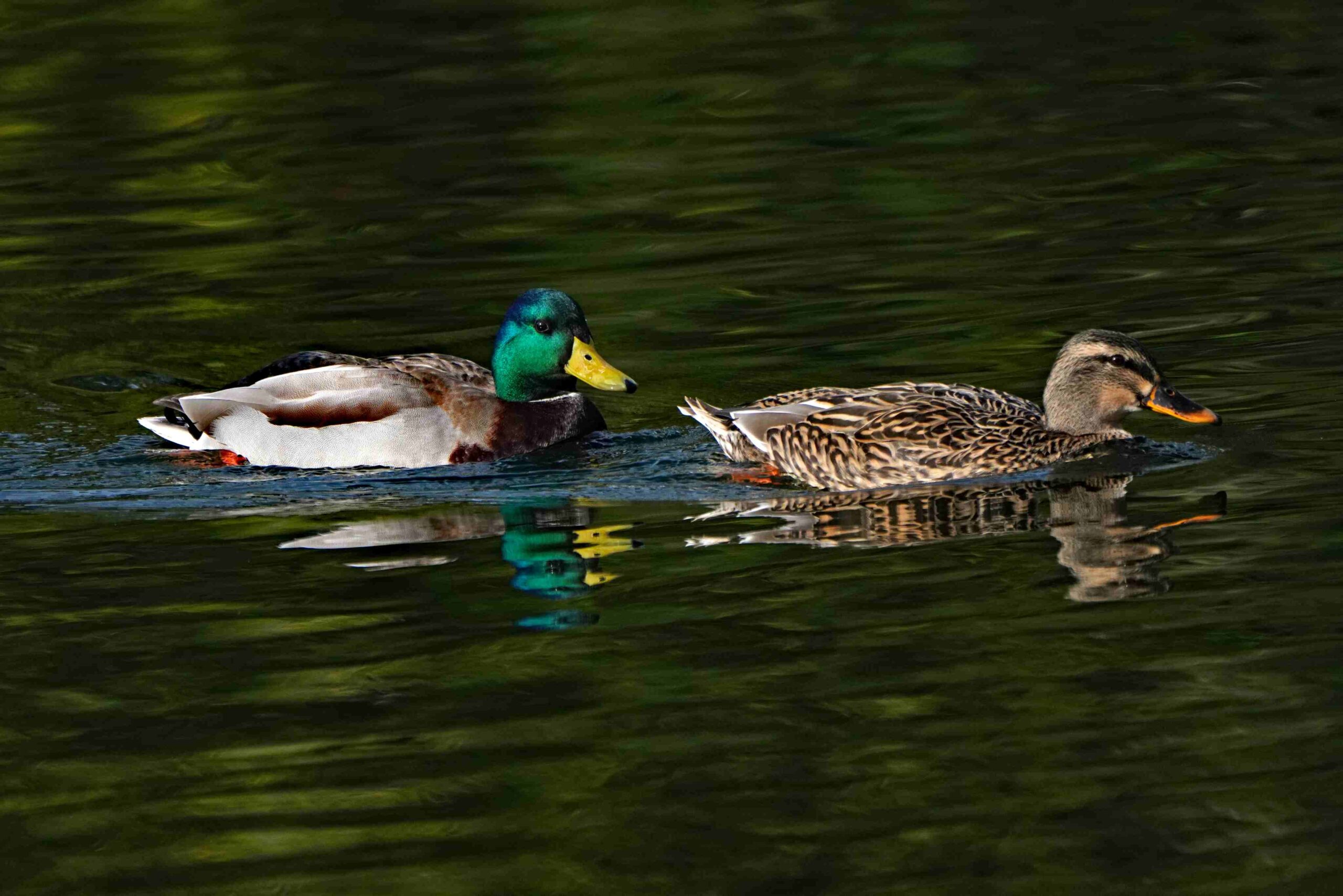 Mallard Ducks