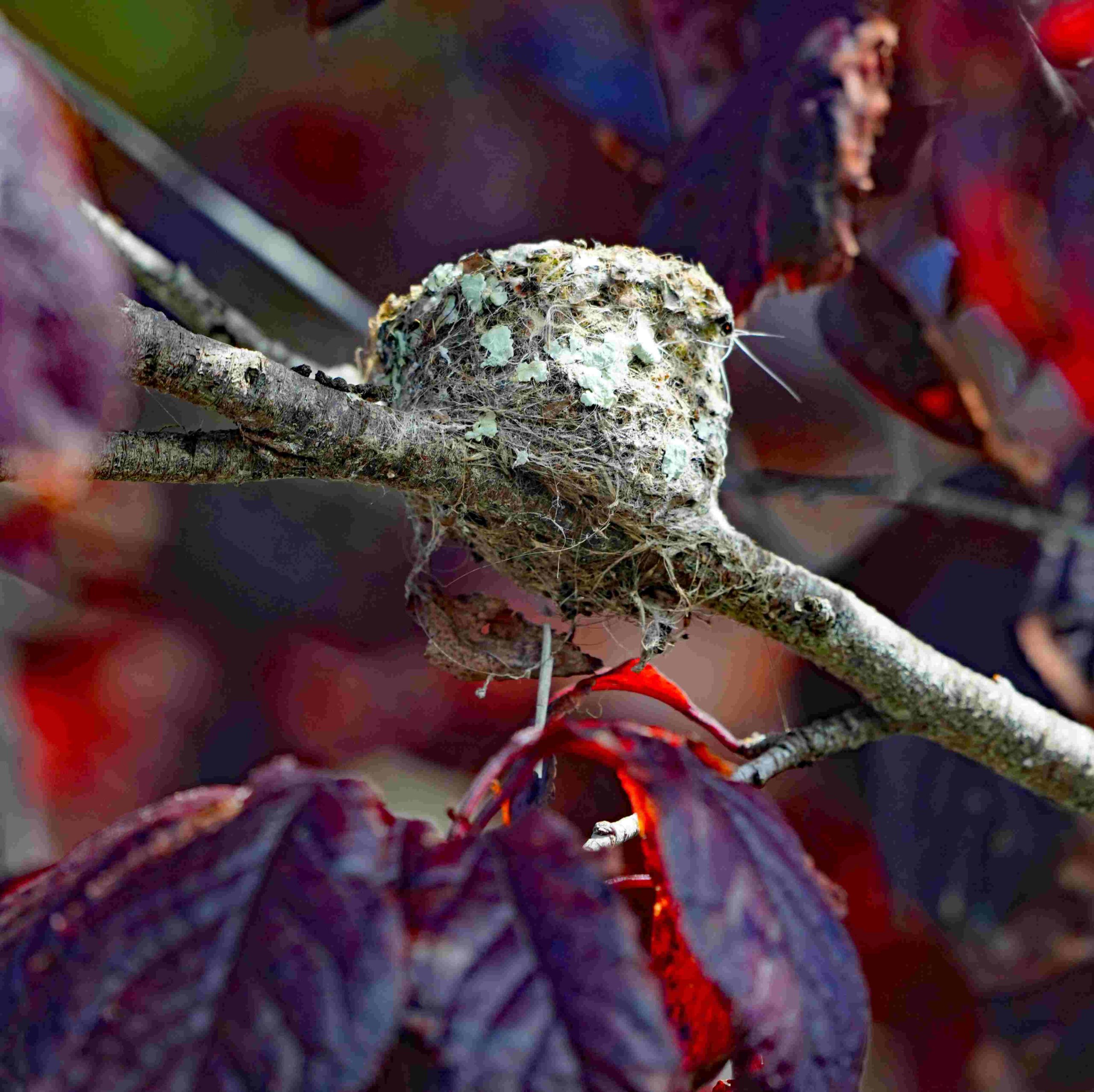 Anna's Hummingbird Nest