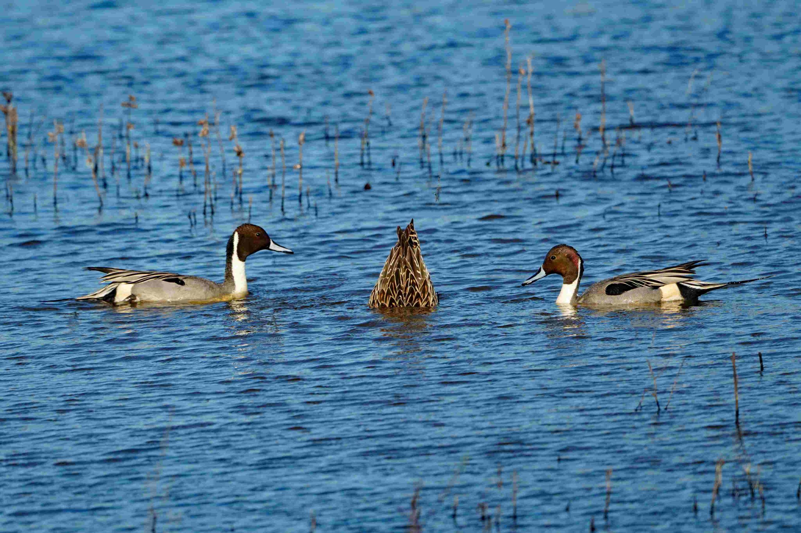 Pintail Ducks
