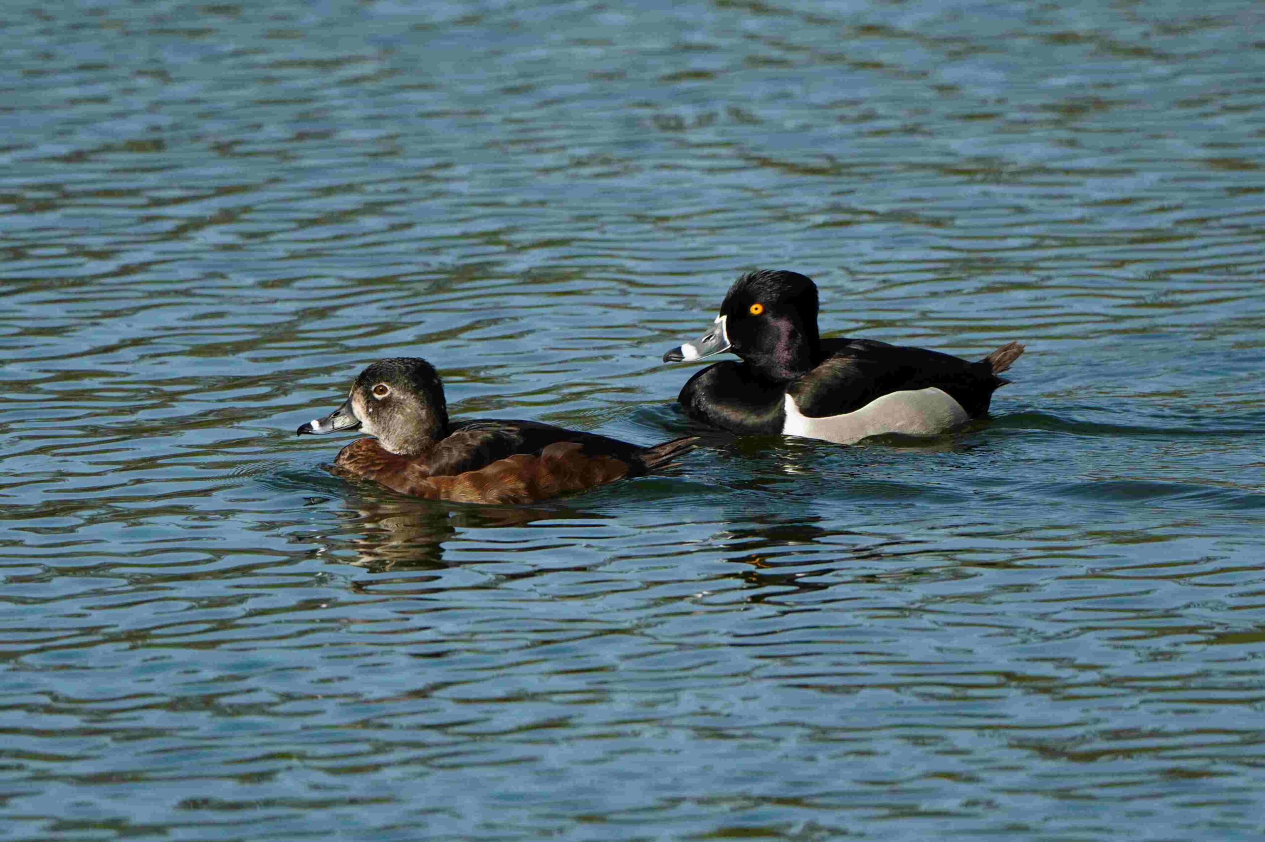 Ring-necked Ducks