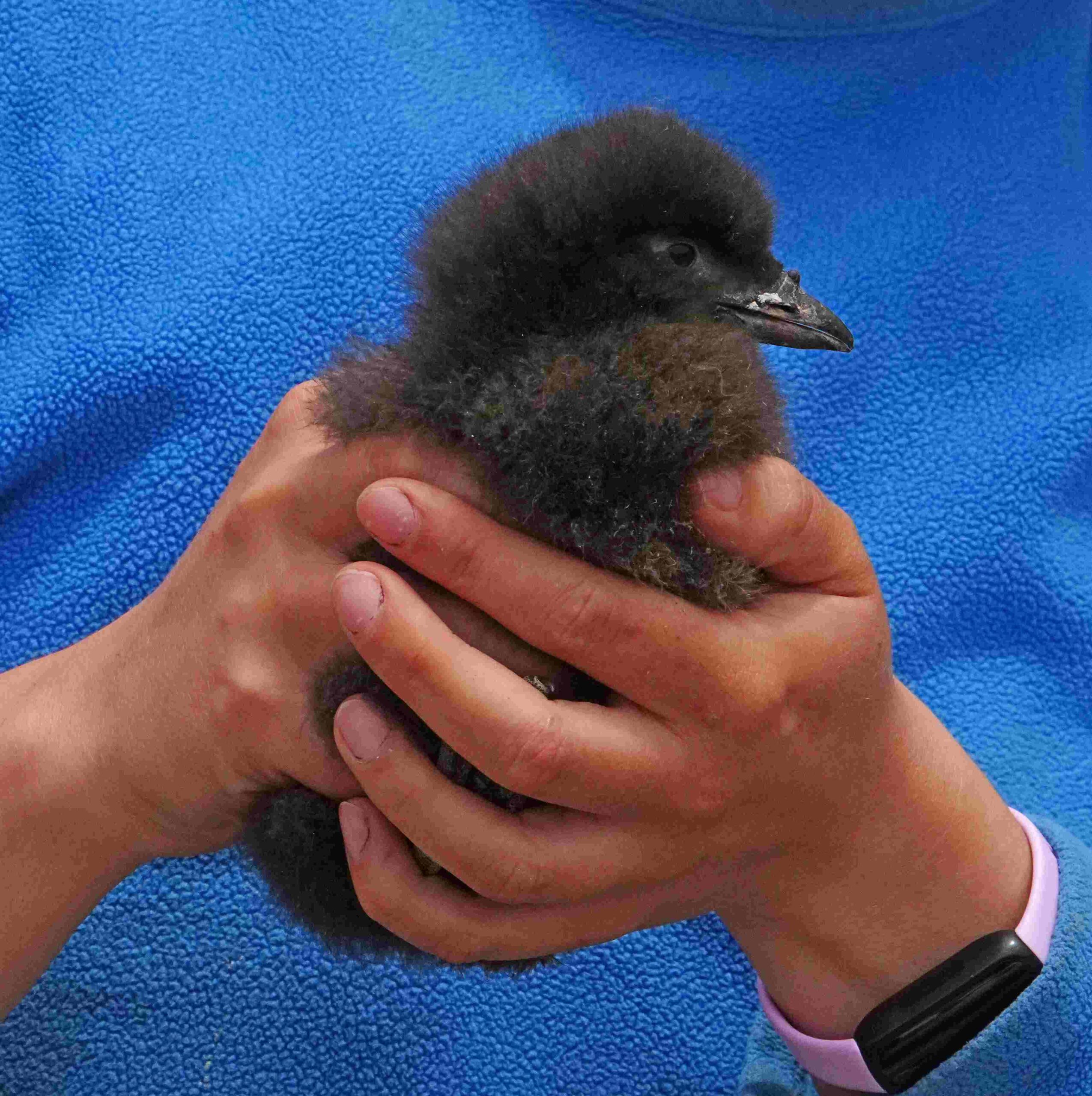  Rhinoceros Auklets Chick