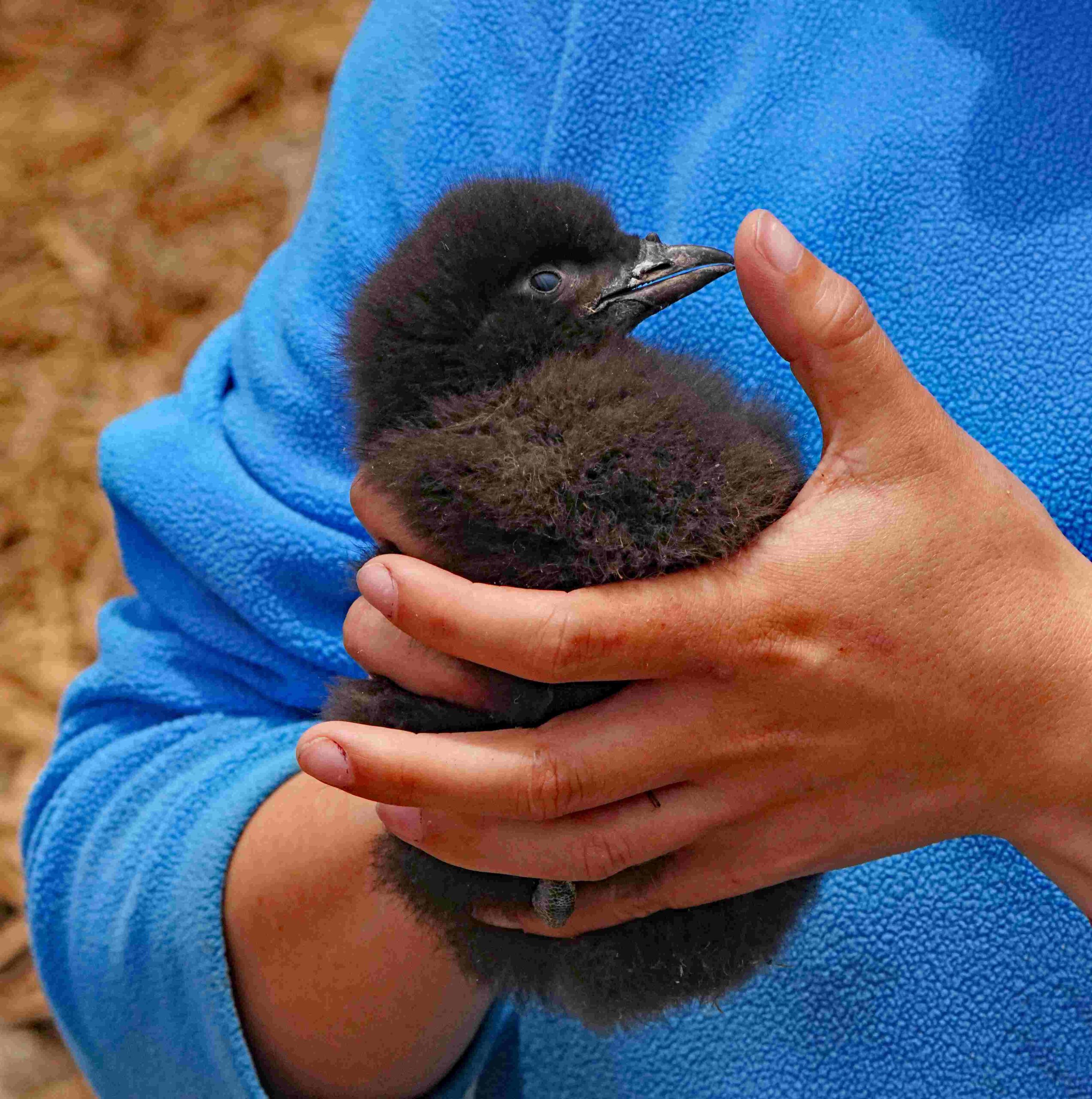  Rhinoceros Auklets Chick