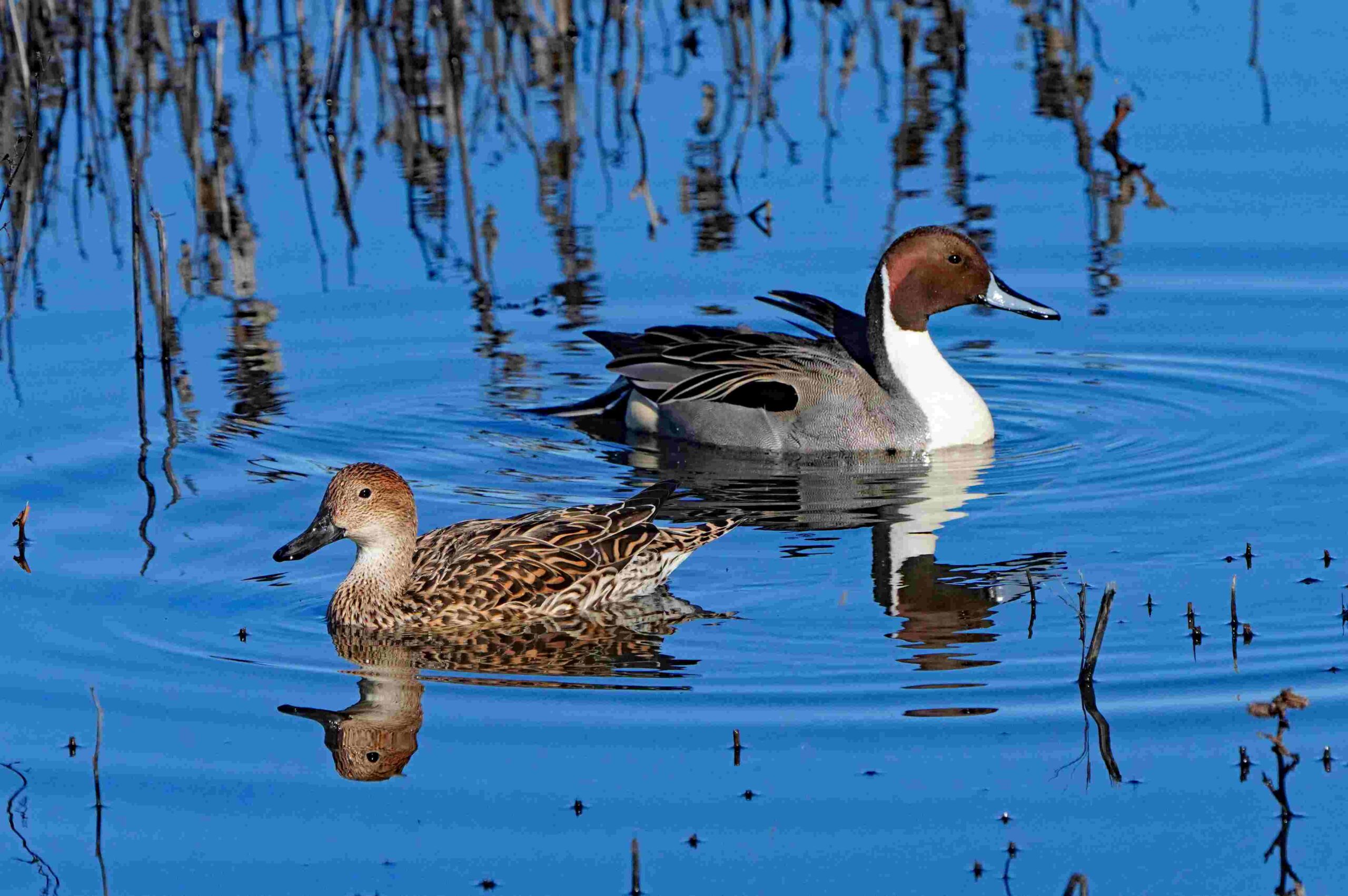 Pintail Ducks