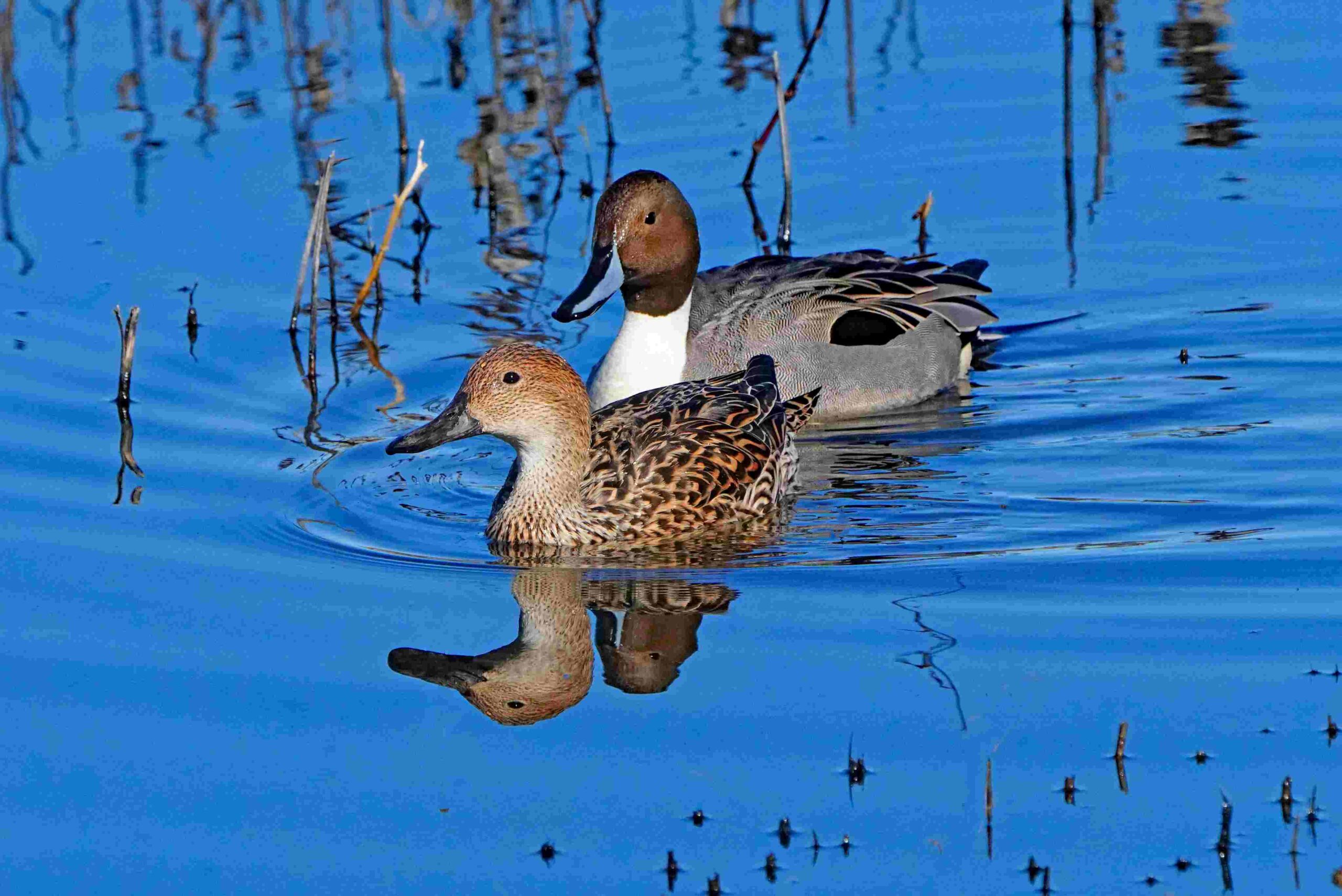 Pintail Ducks