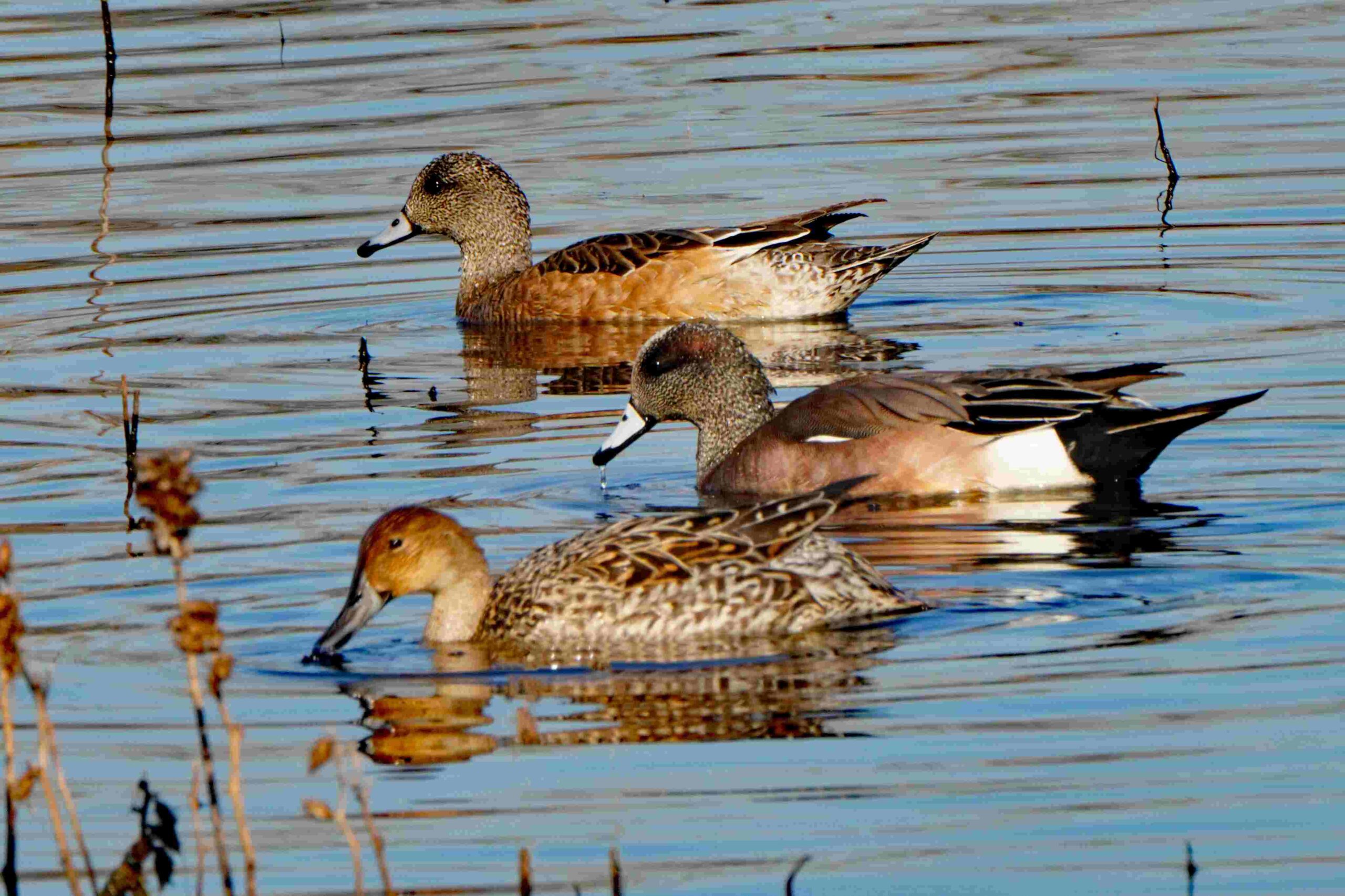 American Wigeons