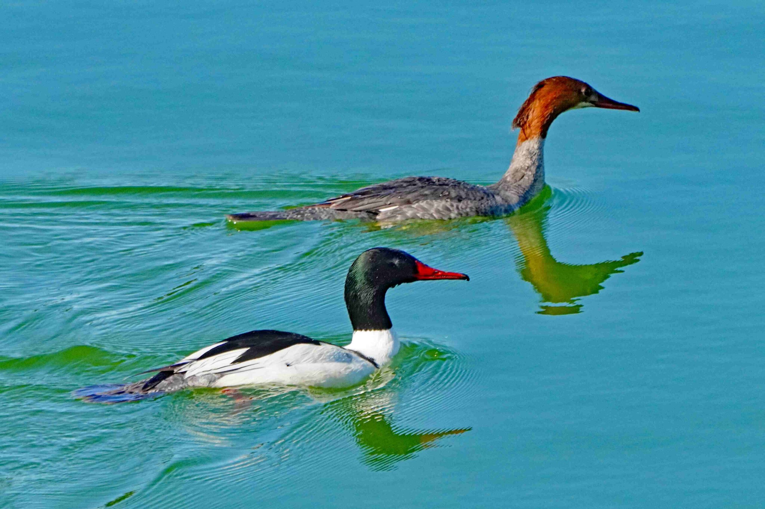 Common Mergansers