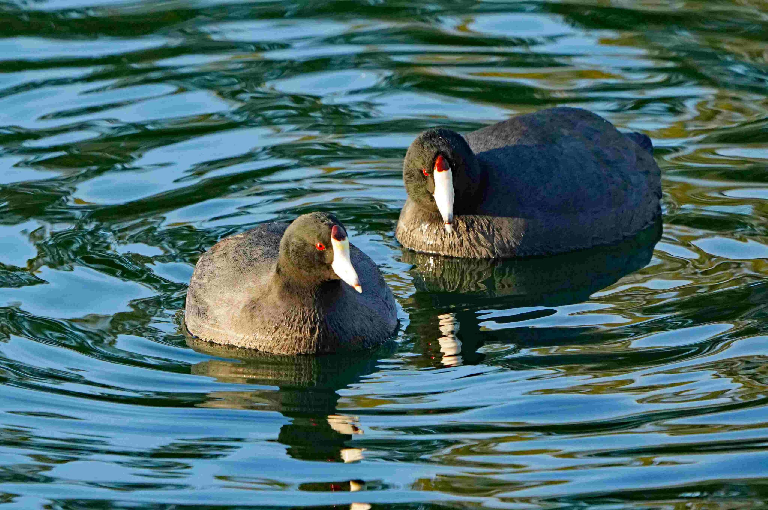 American Coots