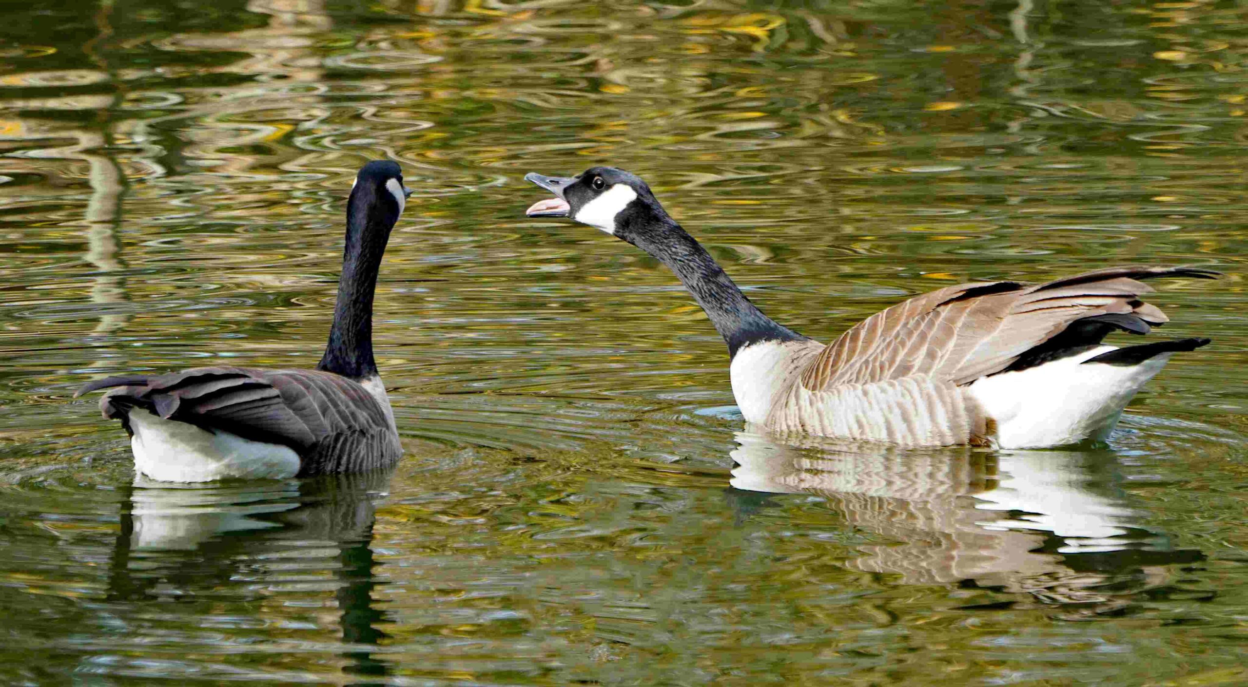 Canada Geese