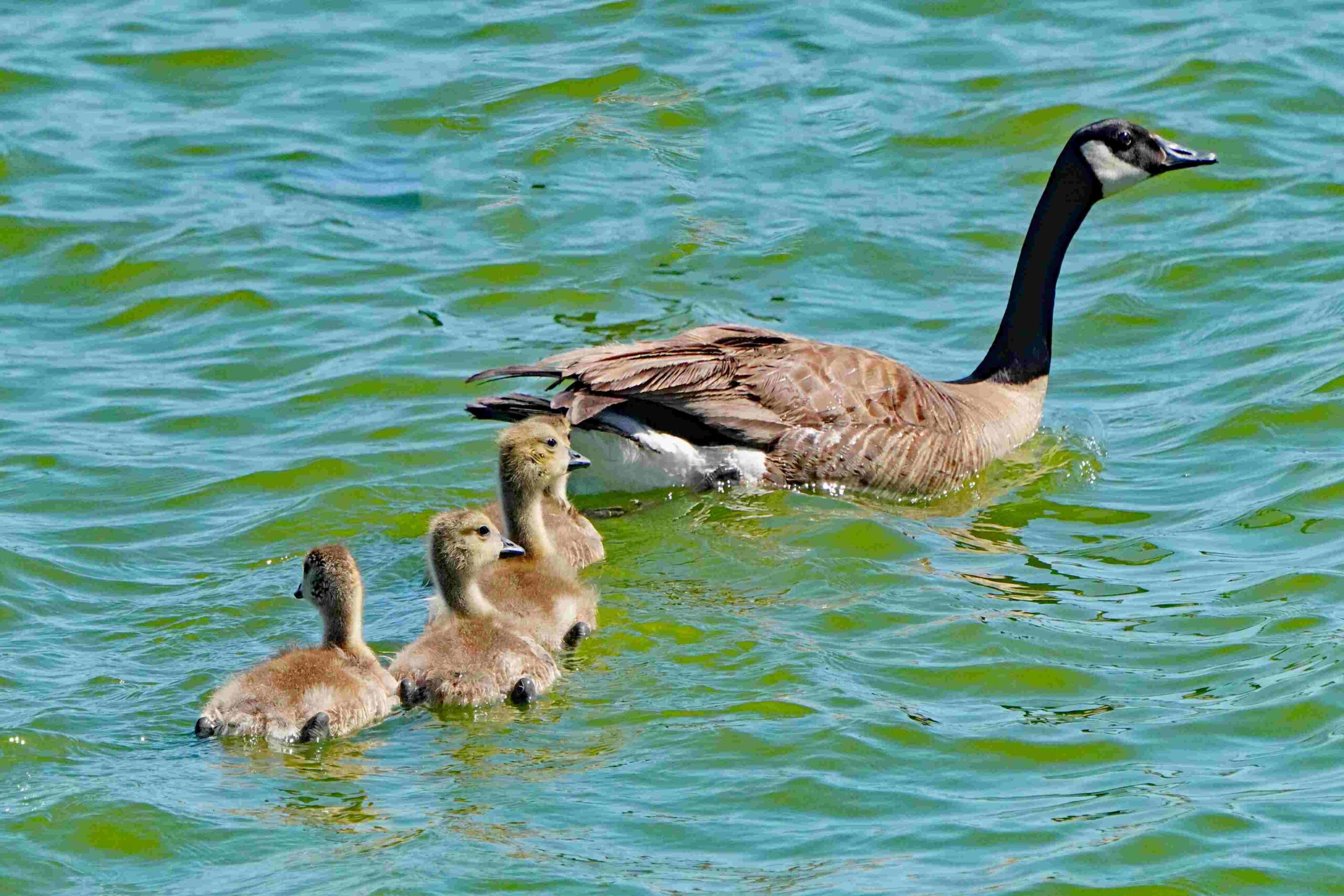 Canada Goose and Goslings