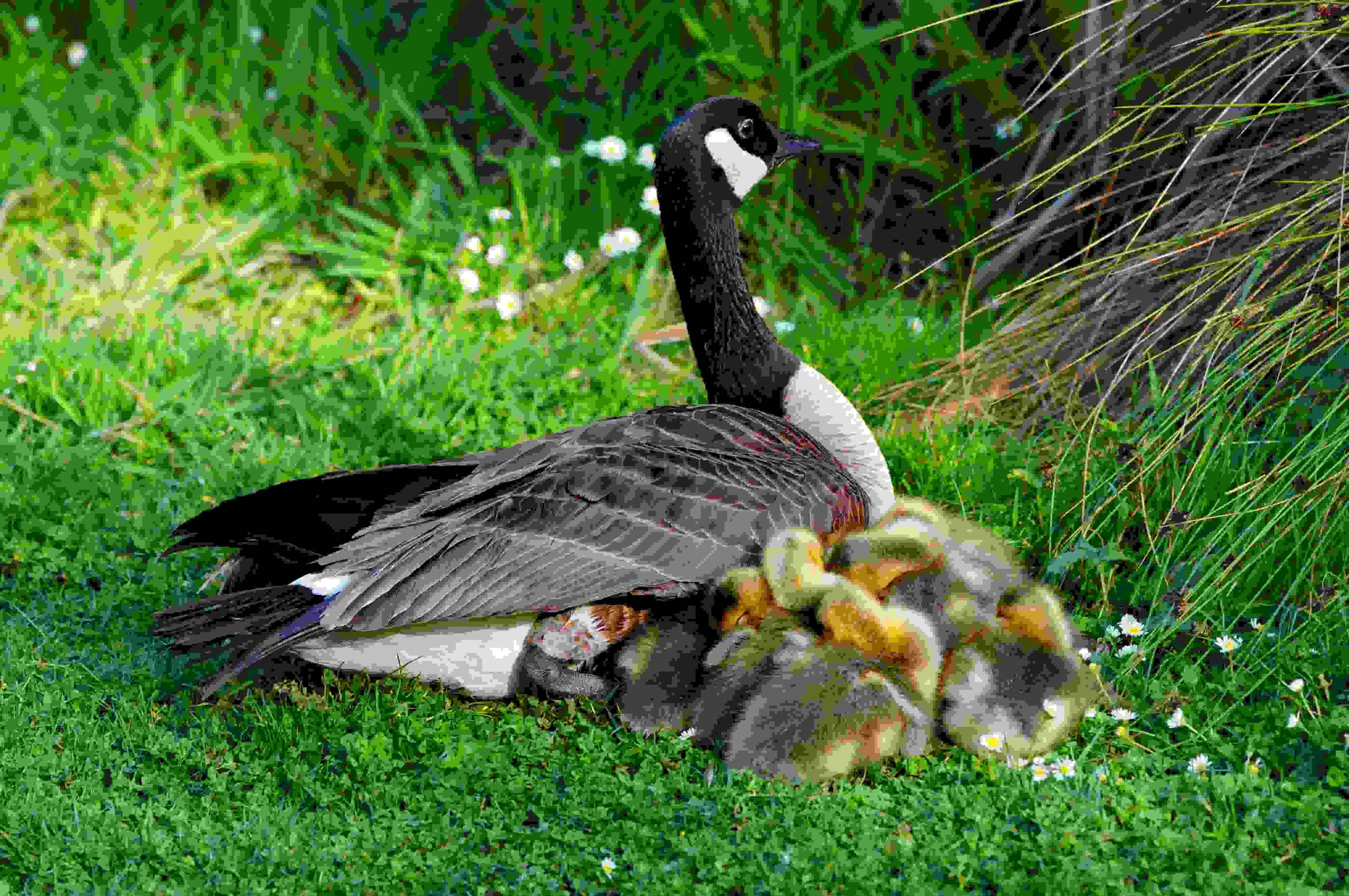 Canada Goose and Goslings