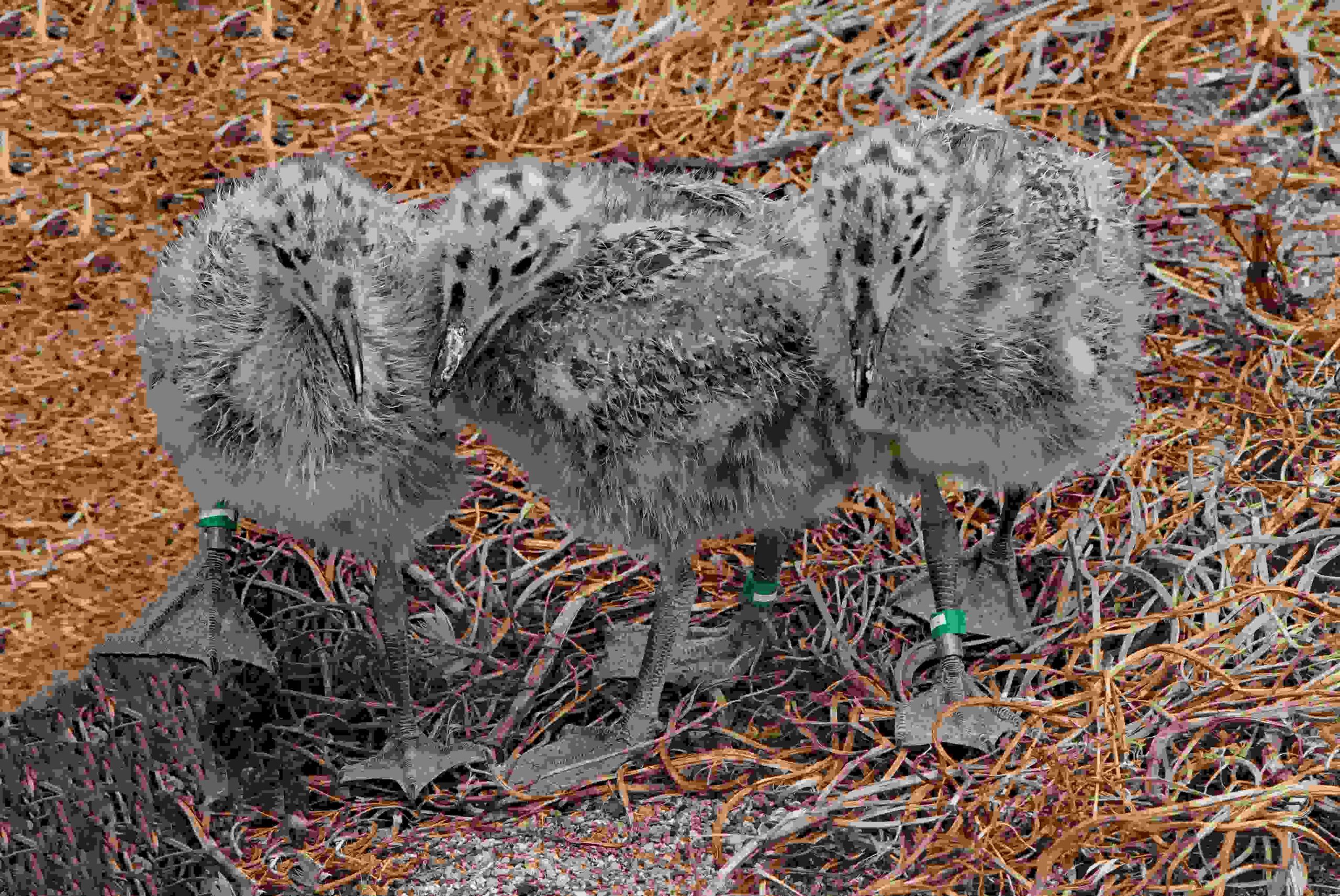 Western Gull Chicks