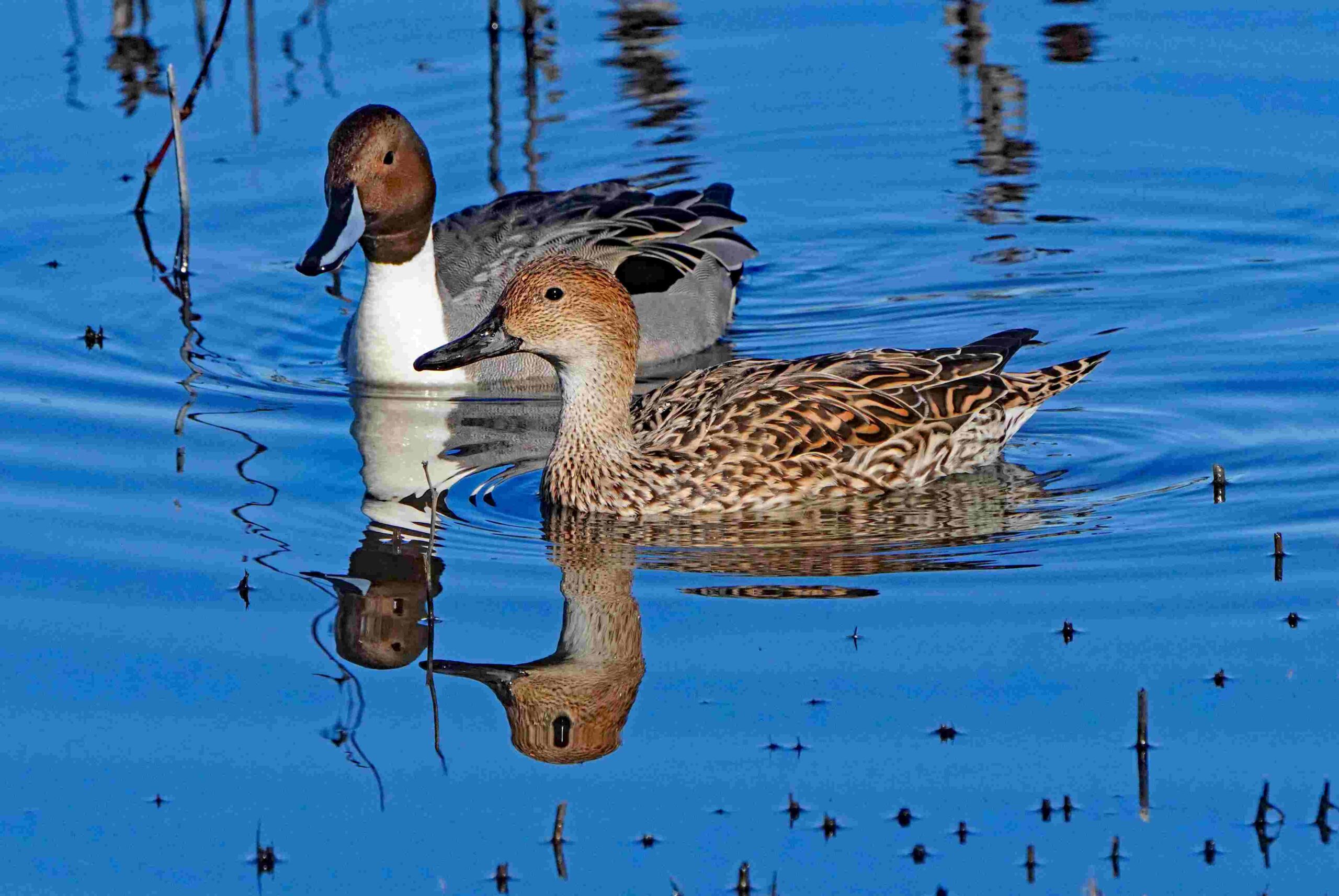 Pintail Ducks