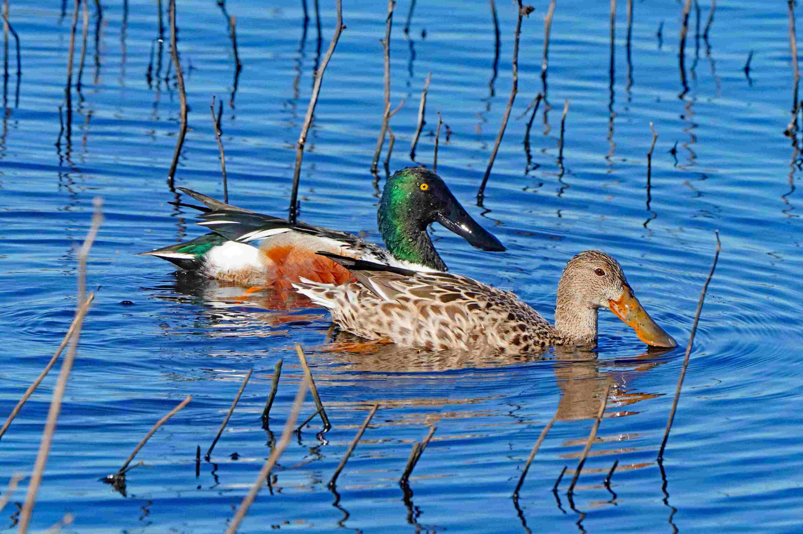 Northern Shovelers