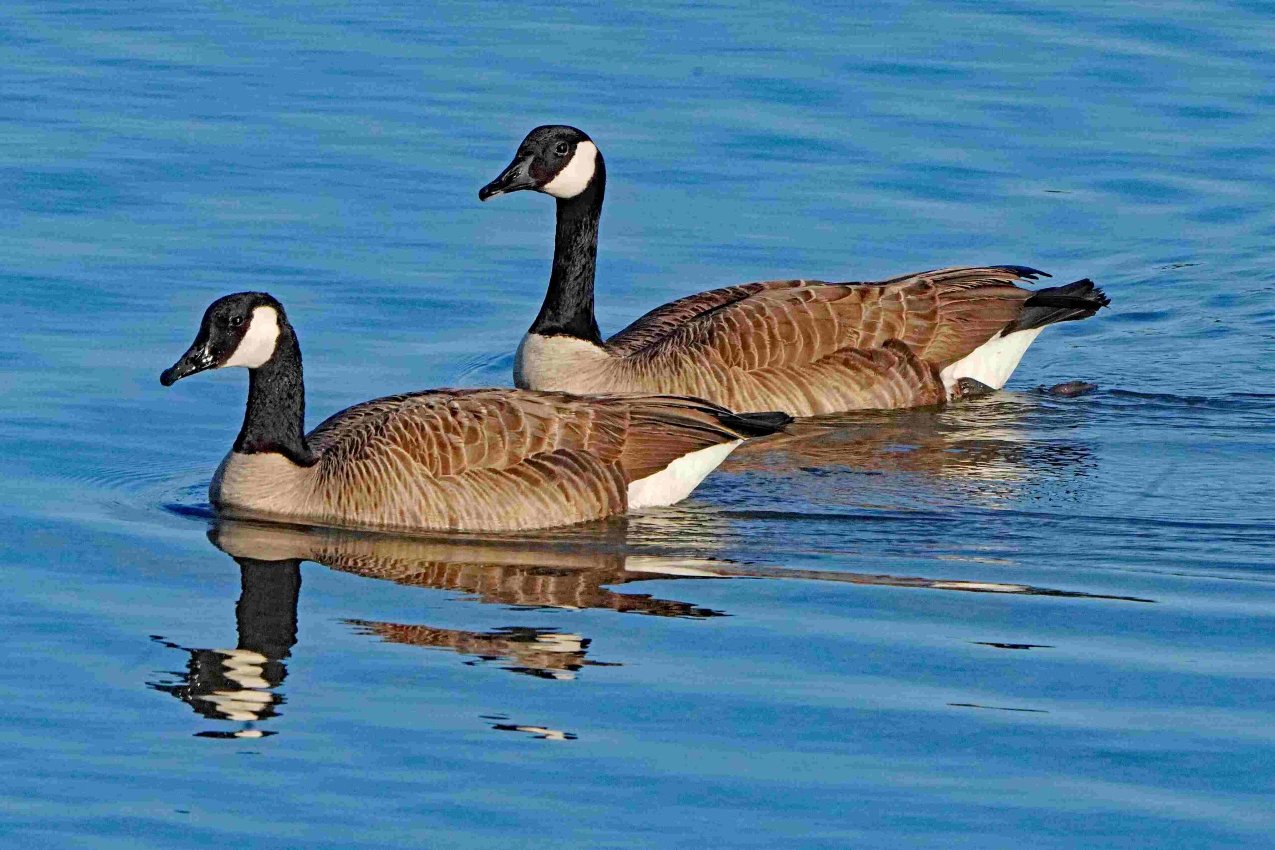 Canada Geese