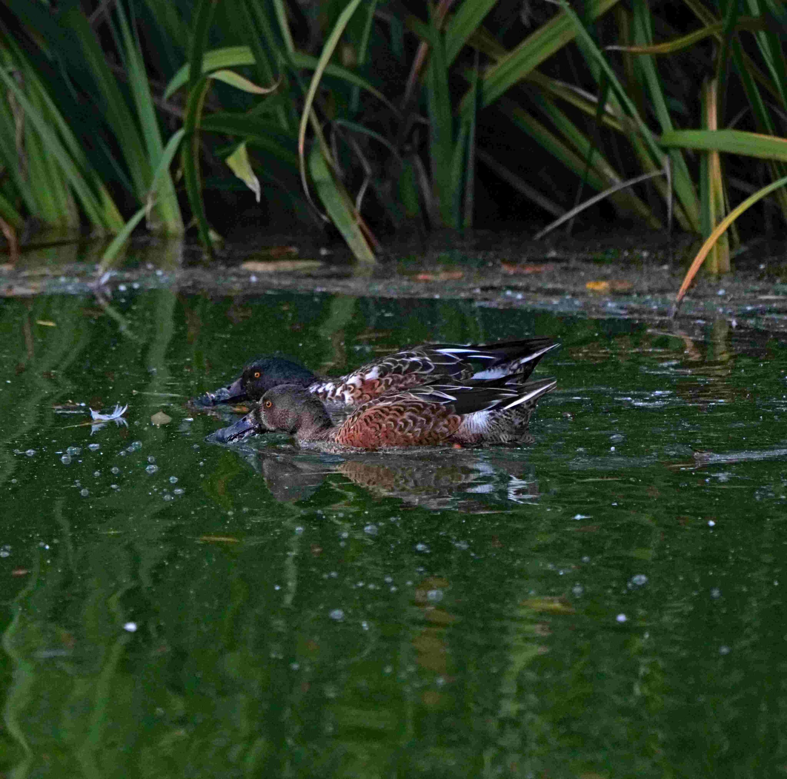 Northern Shovelers